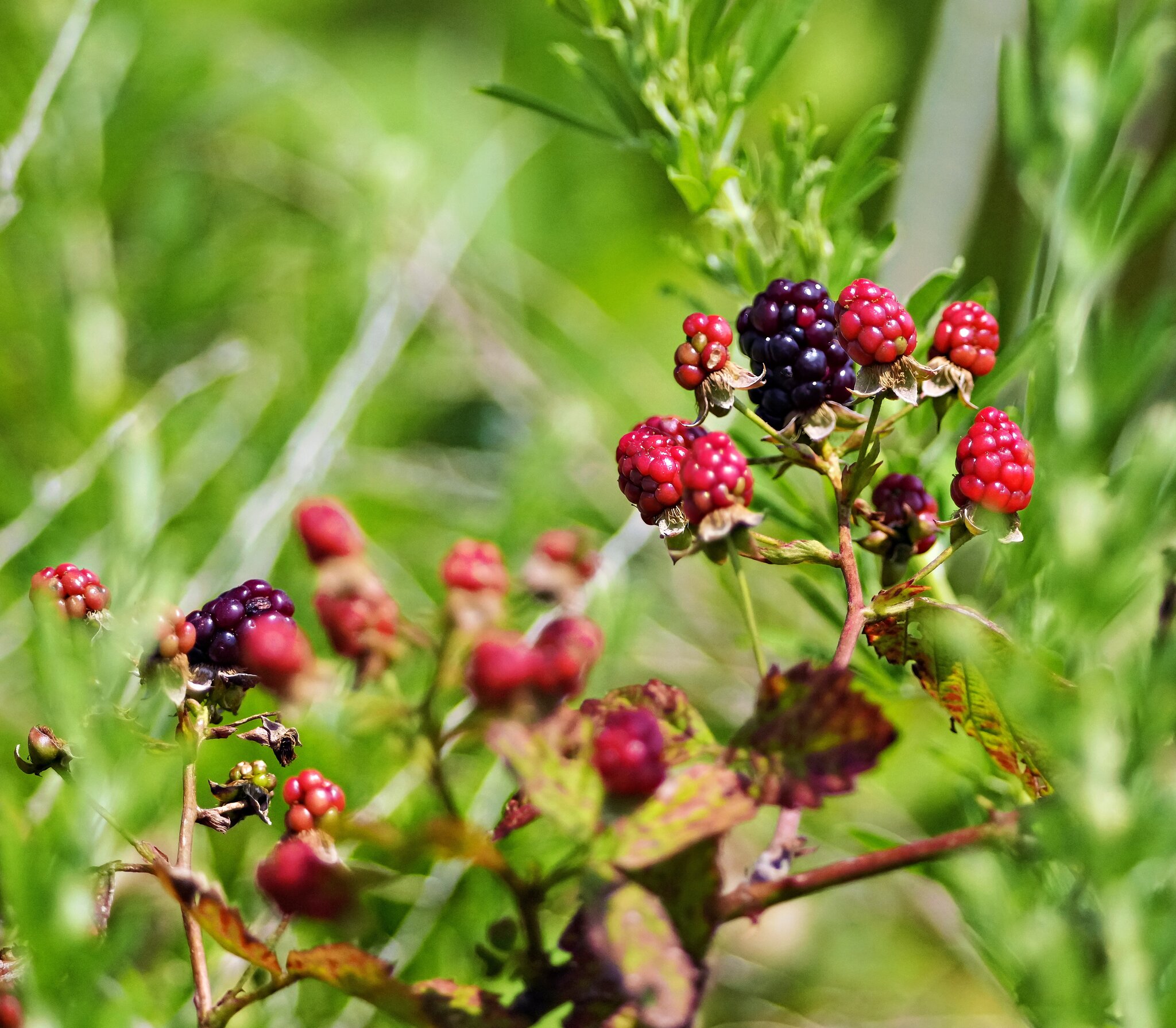 Berries.jpg