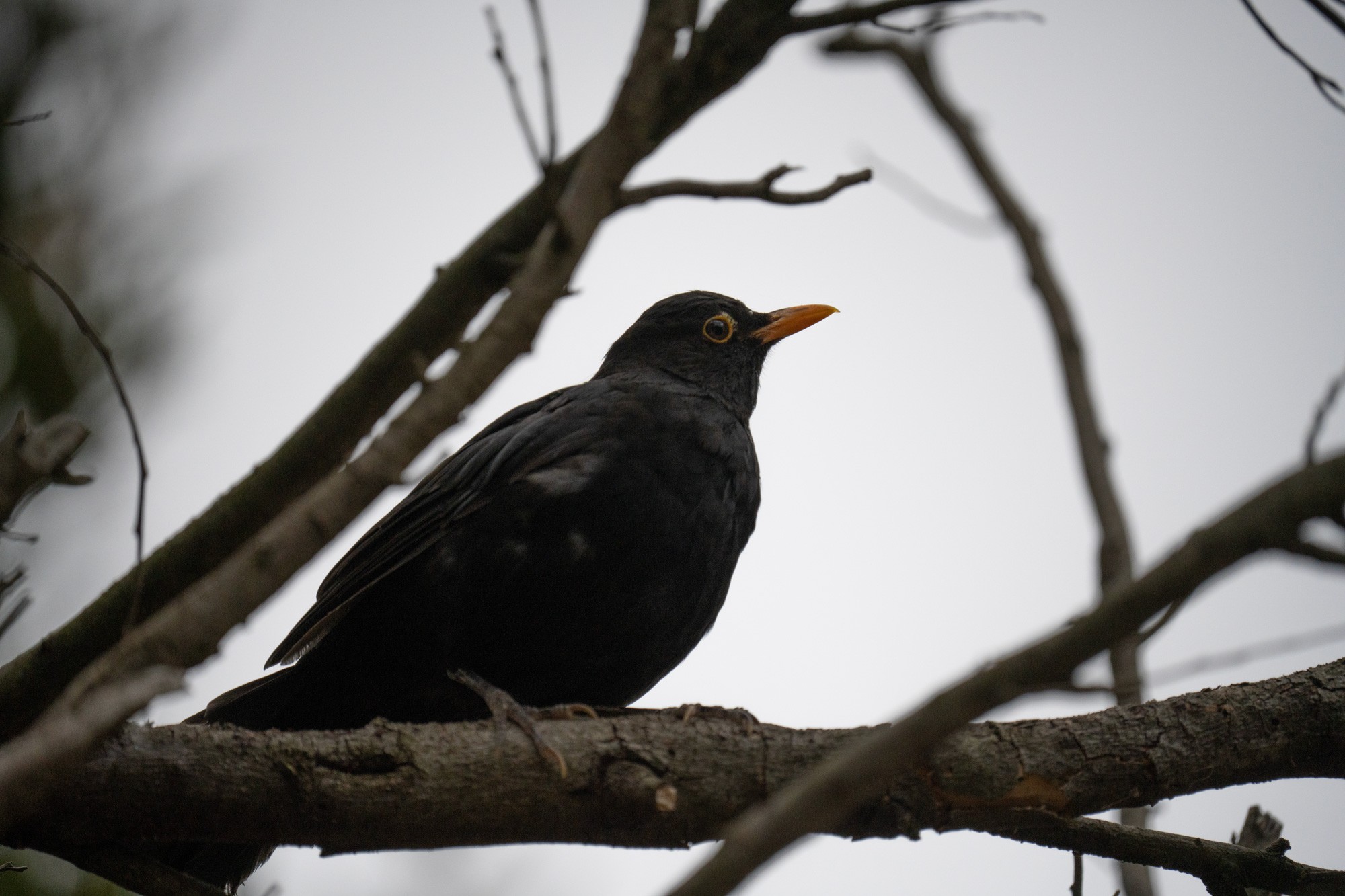 bird.jpg