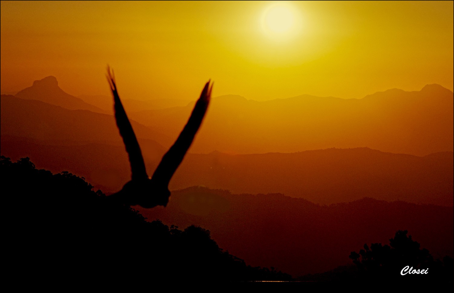 Bird-.jpg
