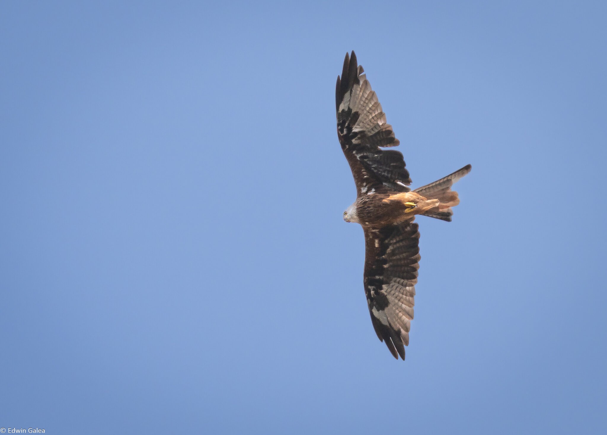 bird of prey-10.jpg