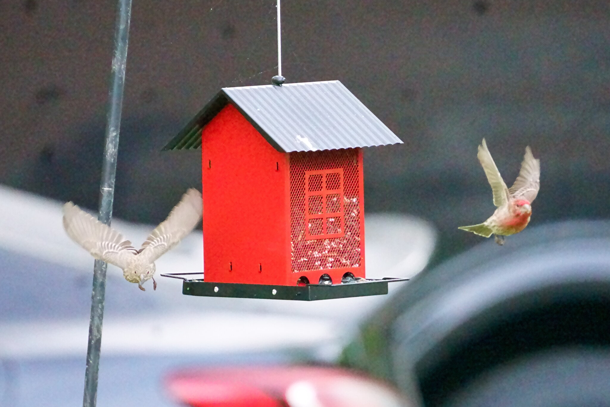 bird3.JPG