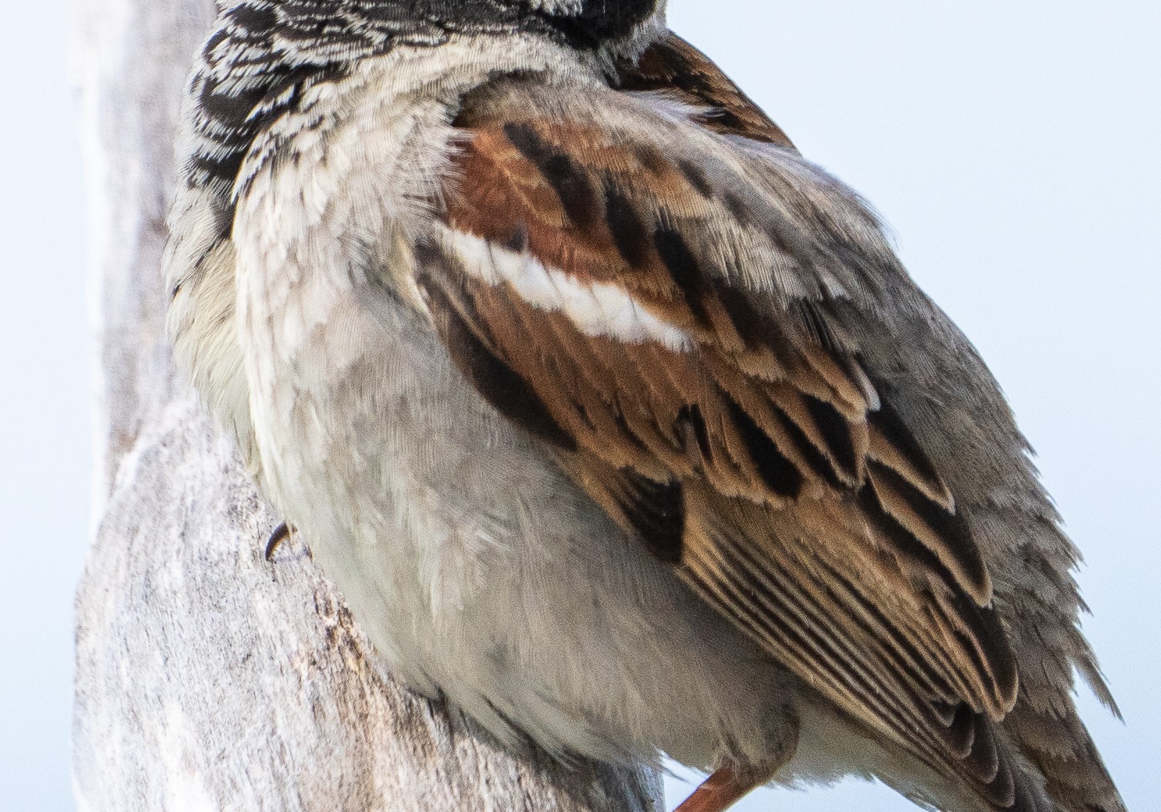Birds-22-2.jpg