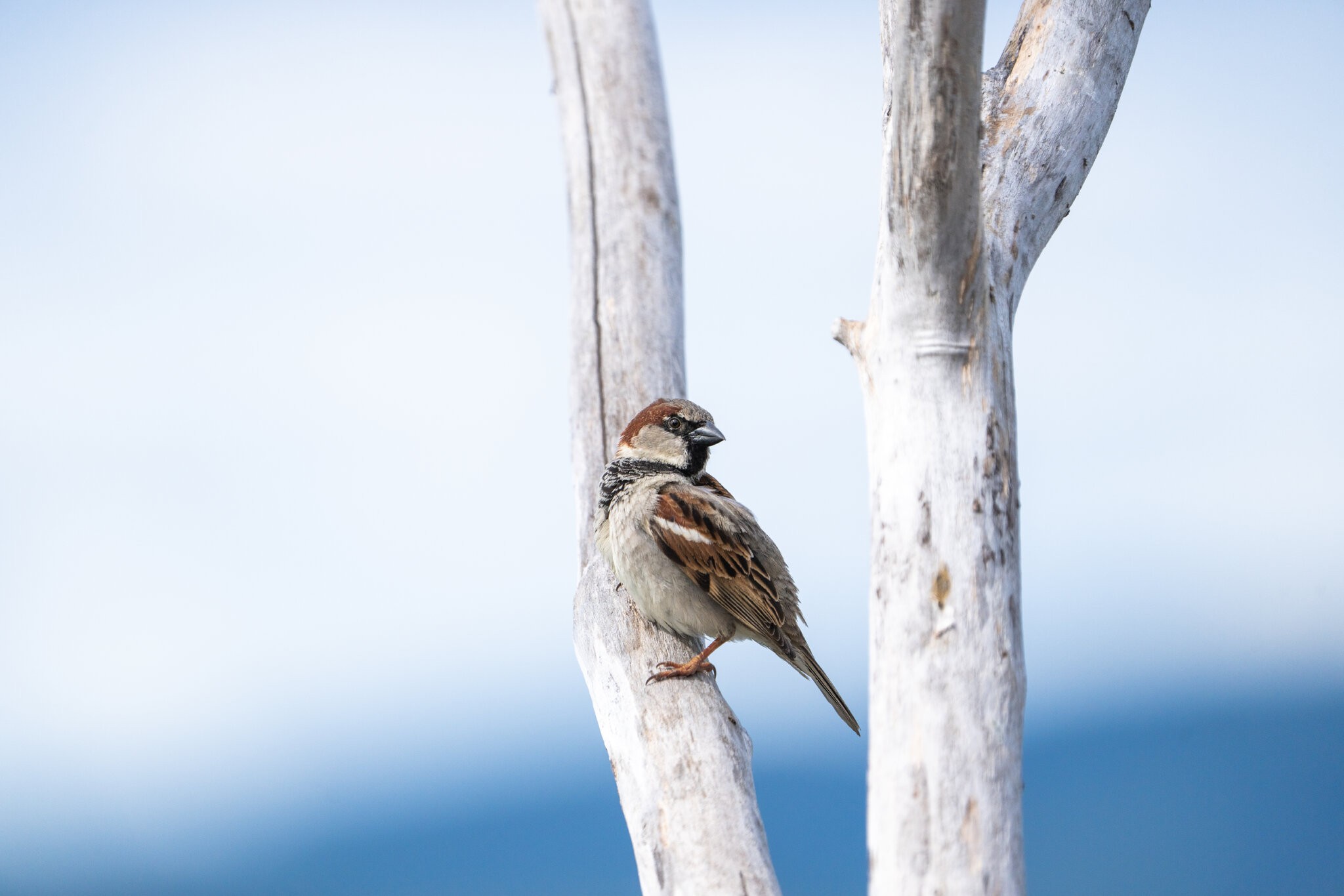 Birds-22.jpg
