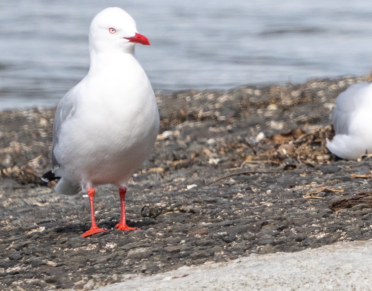 Birds-35.jpg