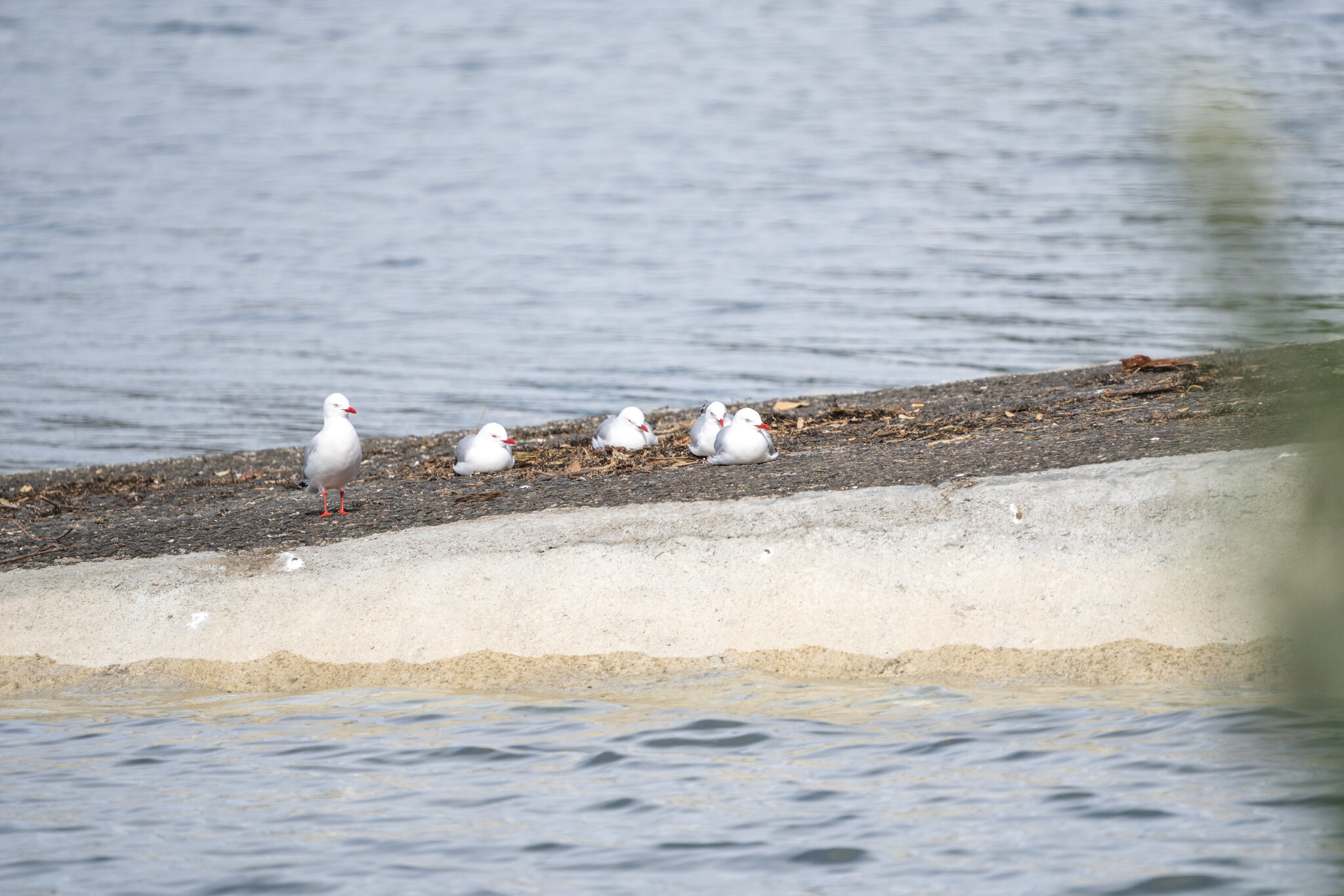 Birds-36.jpg