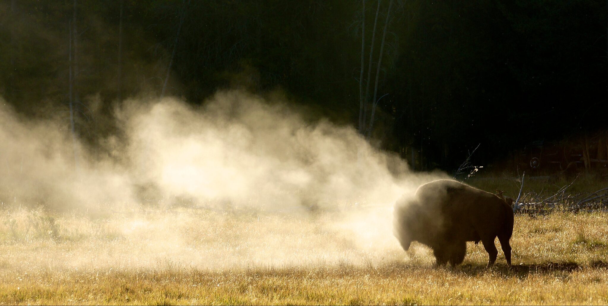 bisondust.jpg
