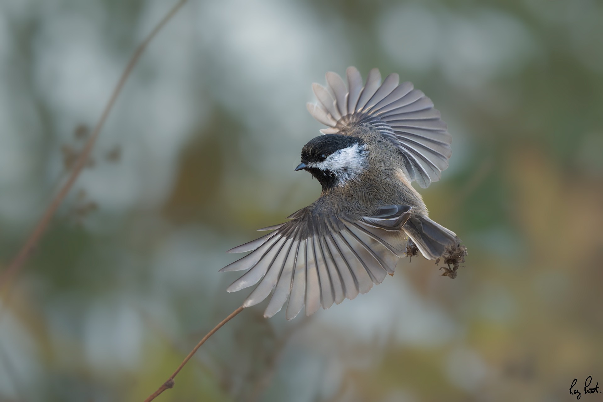 Black-capped-Chickadee-120247.jpg