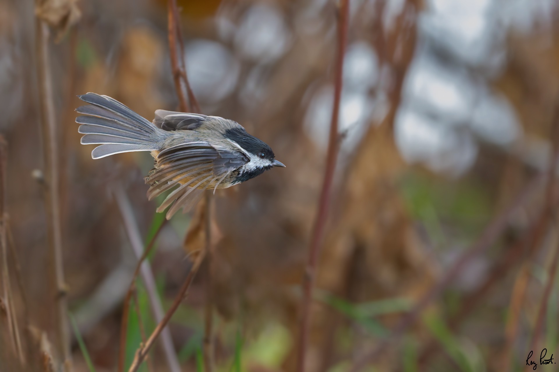 Black-capped-Chickadee-120379.jpg