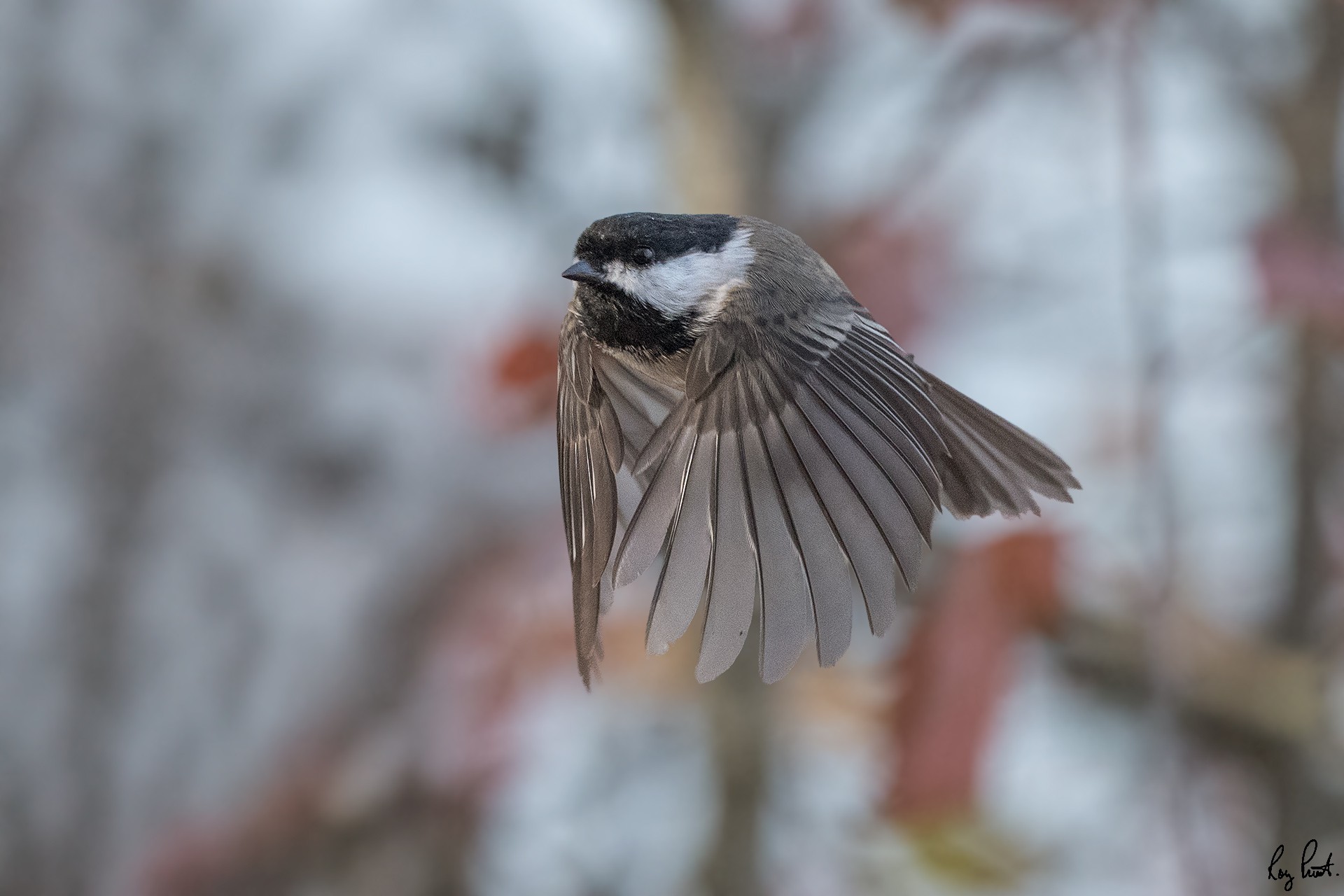 Black-capped-Chickadee-120402.jpg