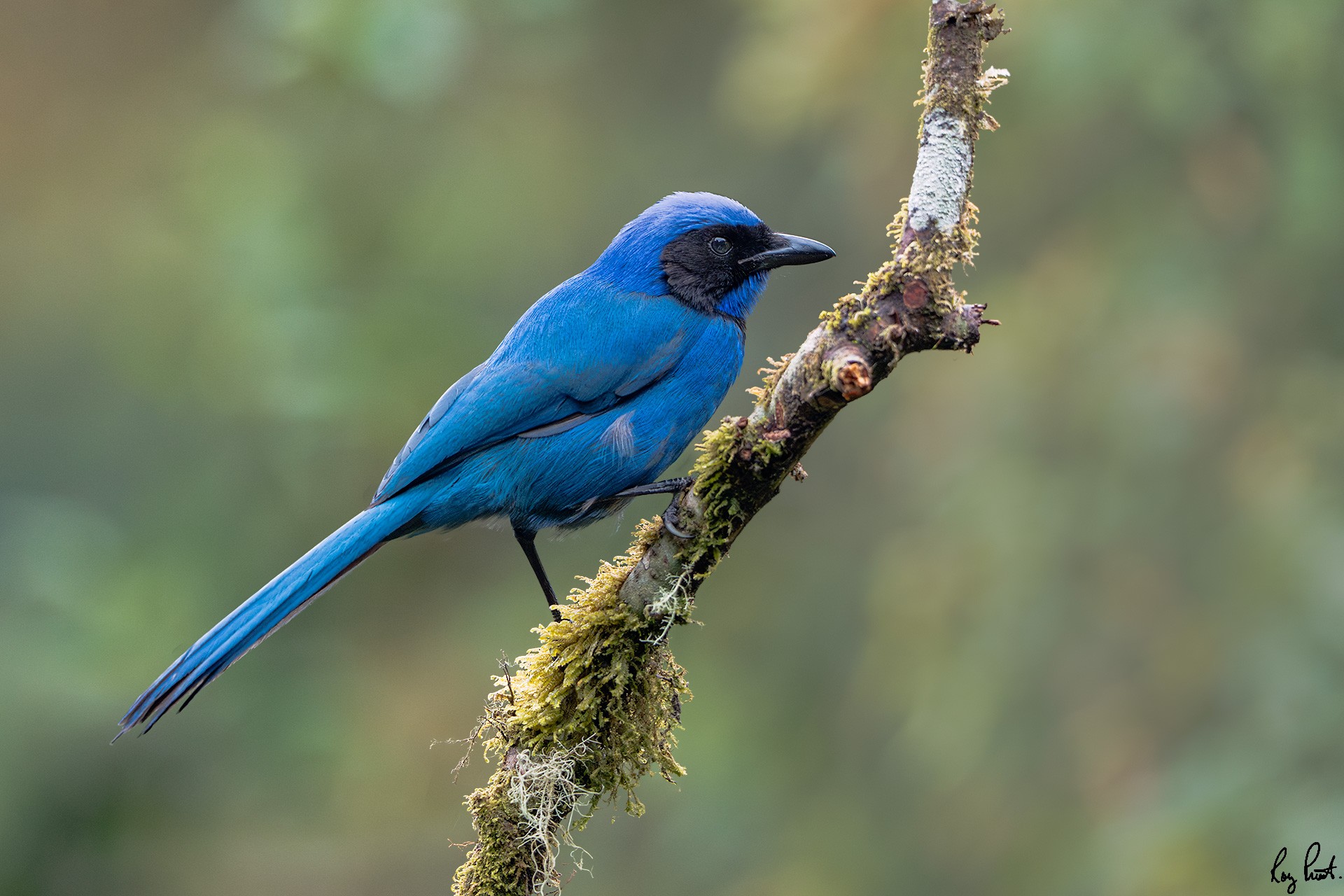 -Black-collared-Jay_DSC7253-Edit.jpg