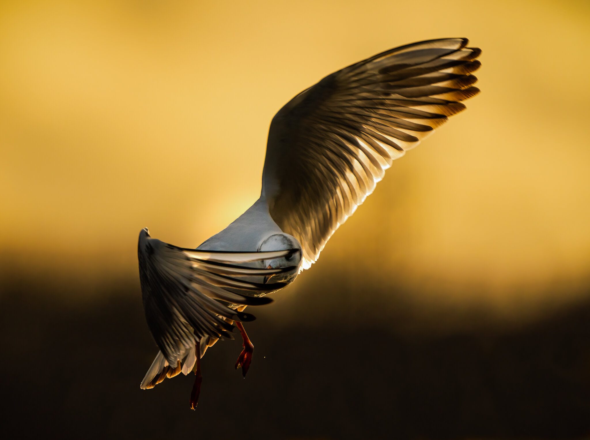 Black Headed Gull_.jpg