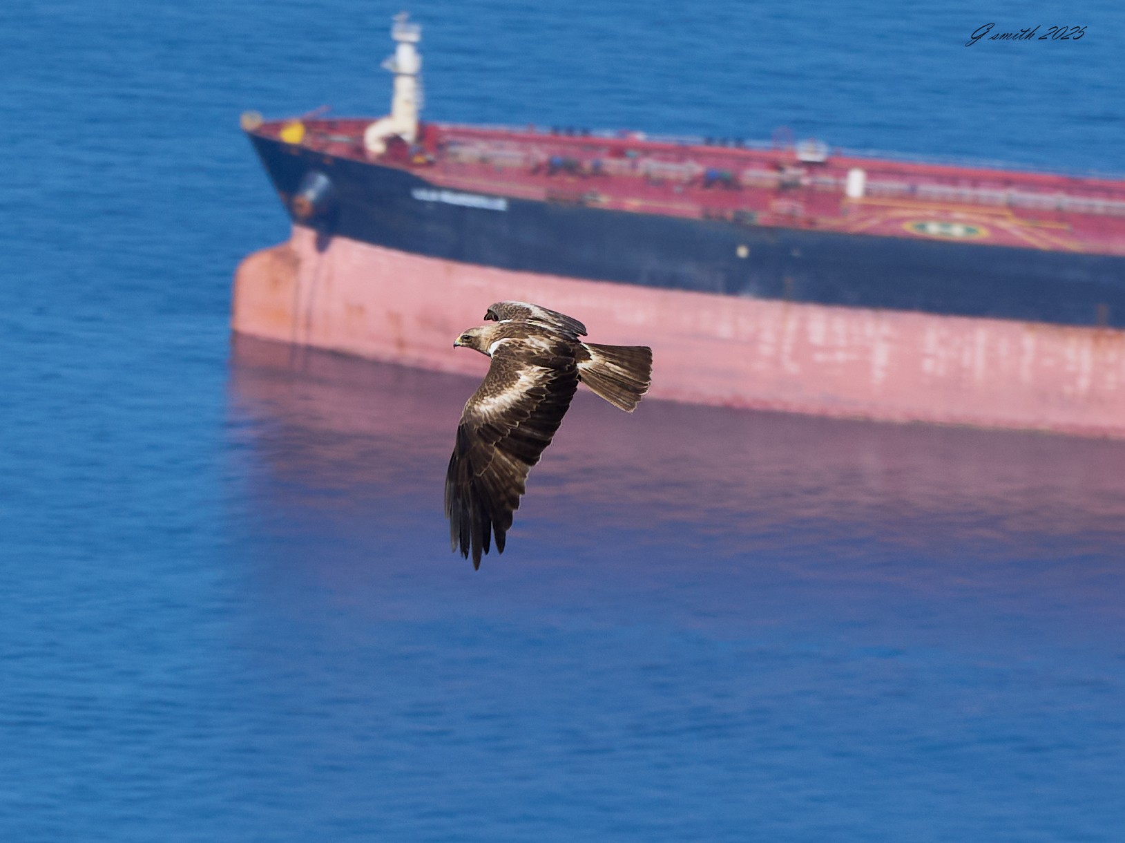 black kite 2025_1.jpg