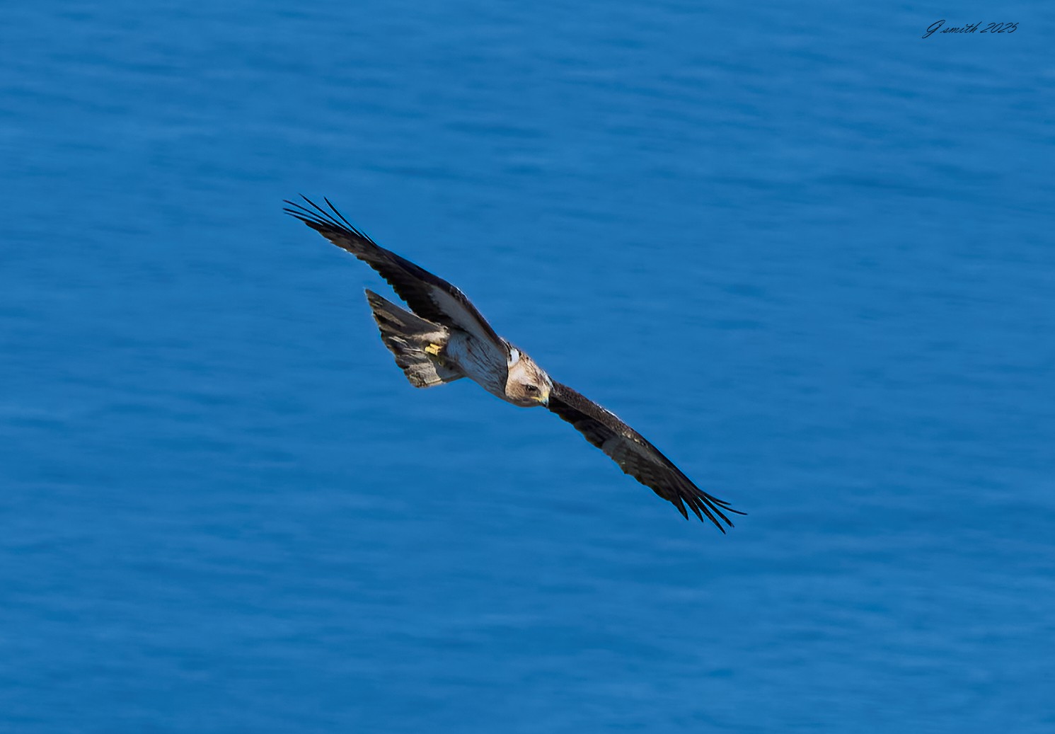 black kite 2025_10.jpg
