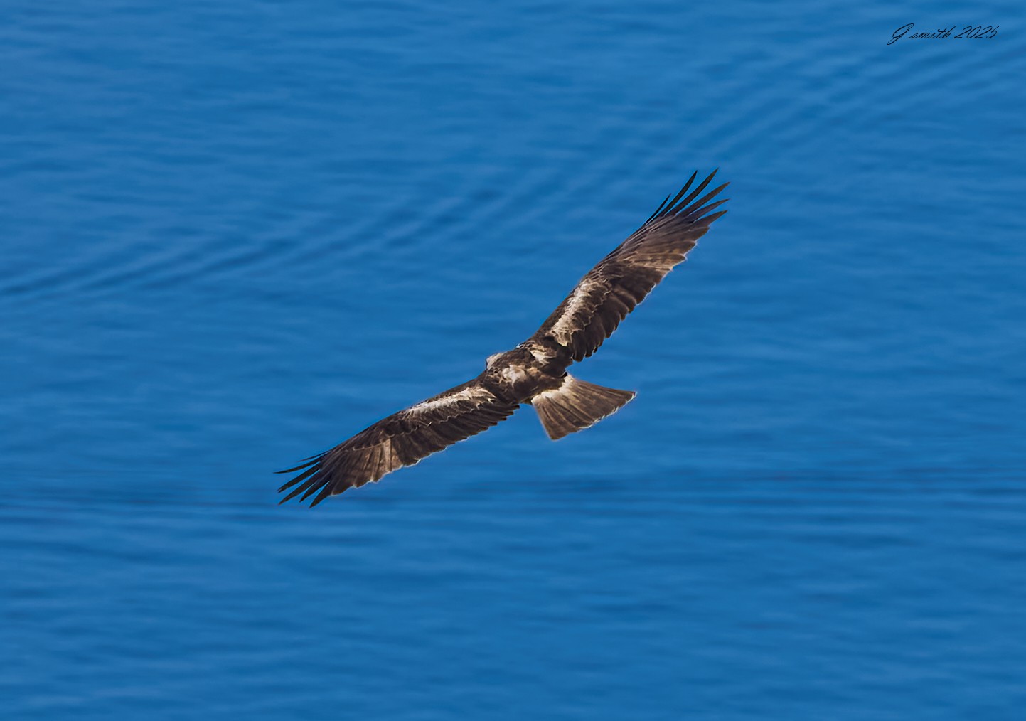 black kite 2025_11.jpg