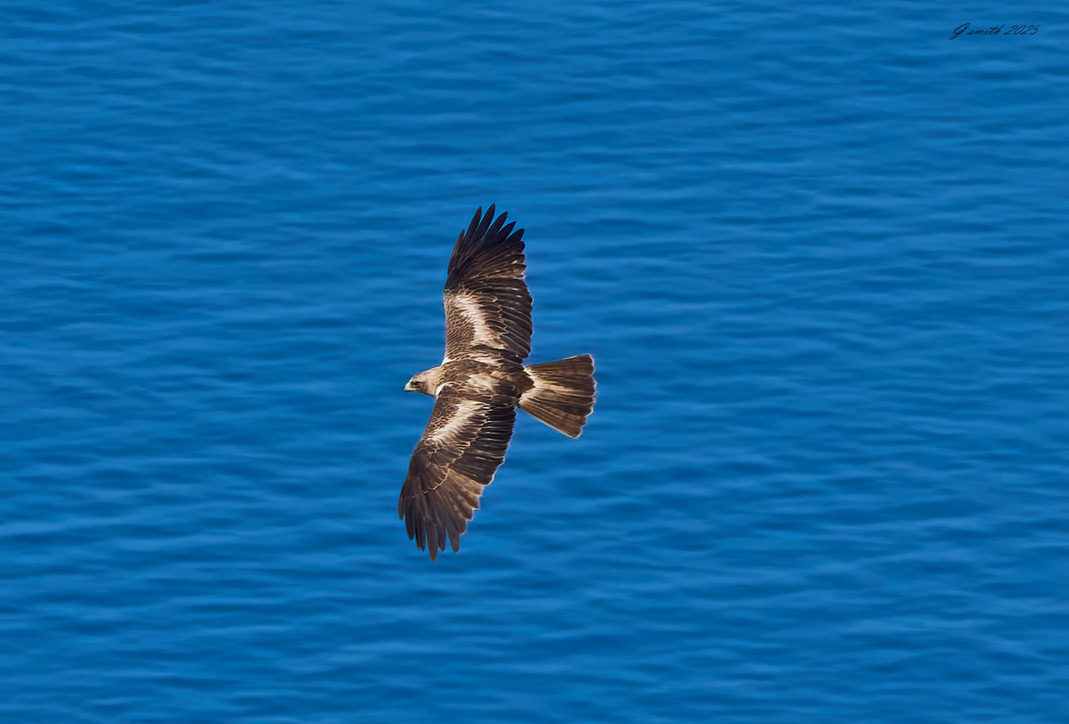 black kite 2025_12.jpg