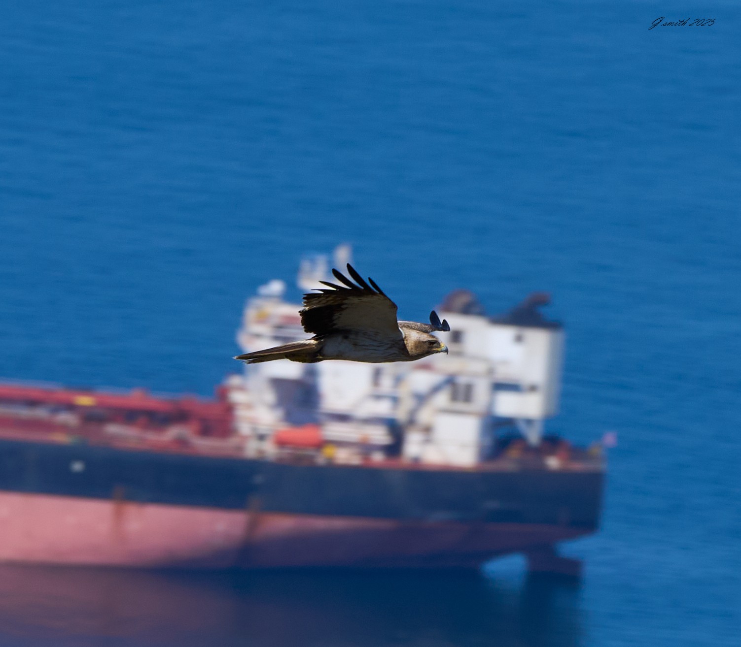black kite 2025_4.jpg