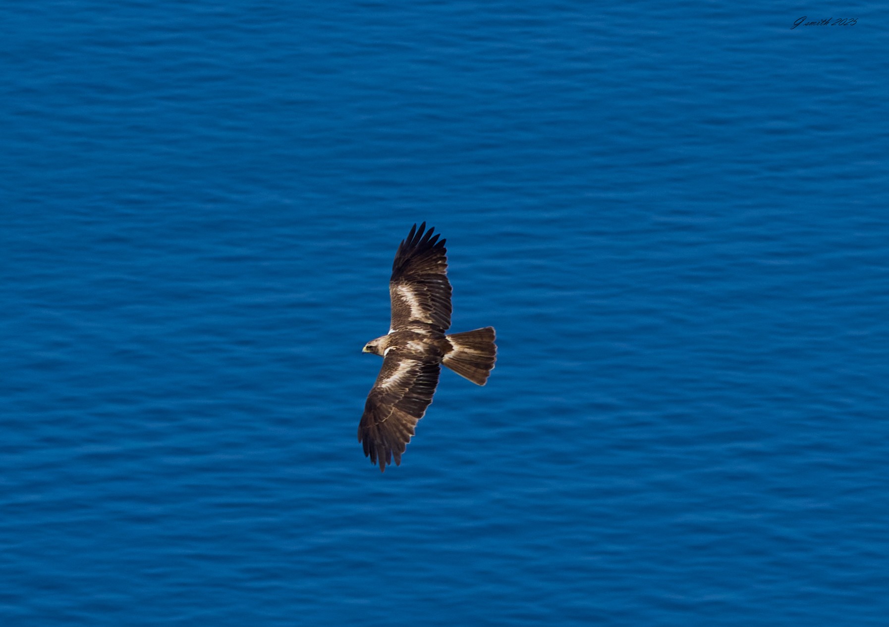 black kite 2025_6.jpg