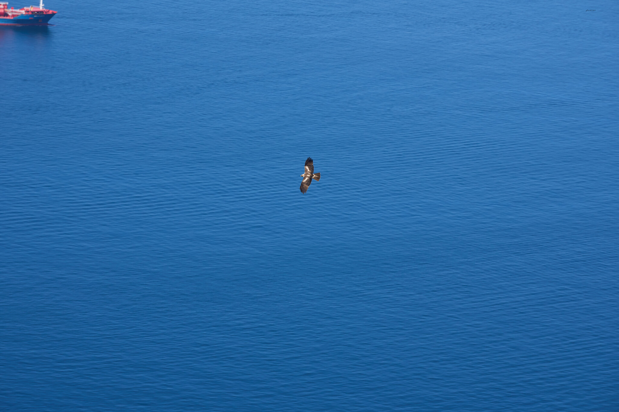 black kite 2025_7.jpg