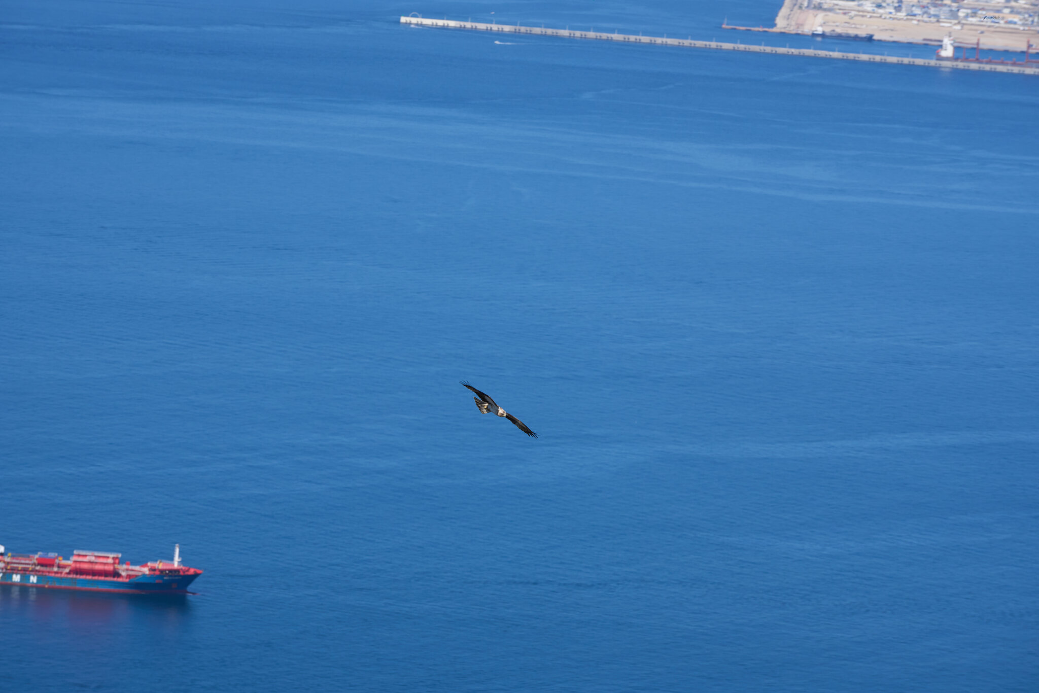 black kite 2025_8.jpg
