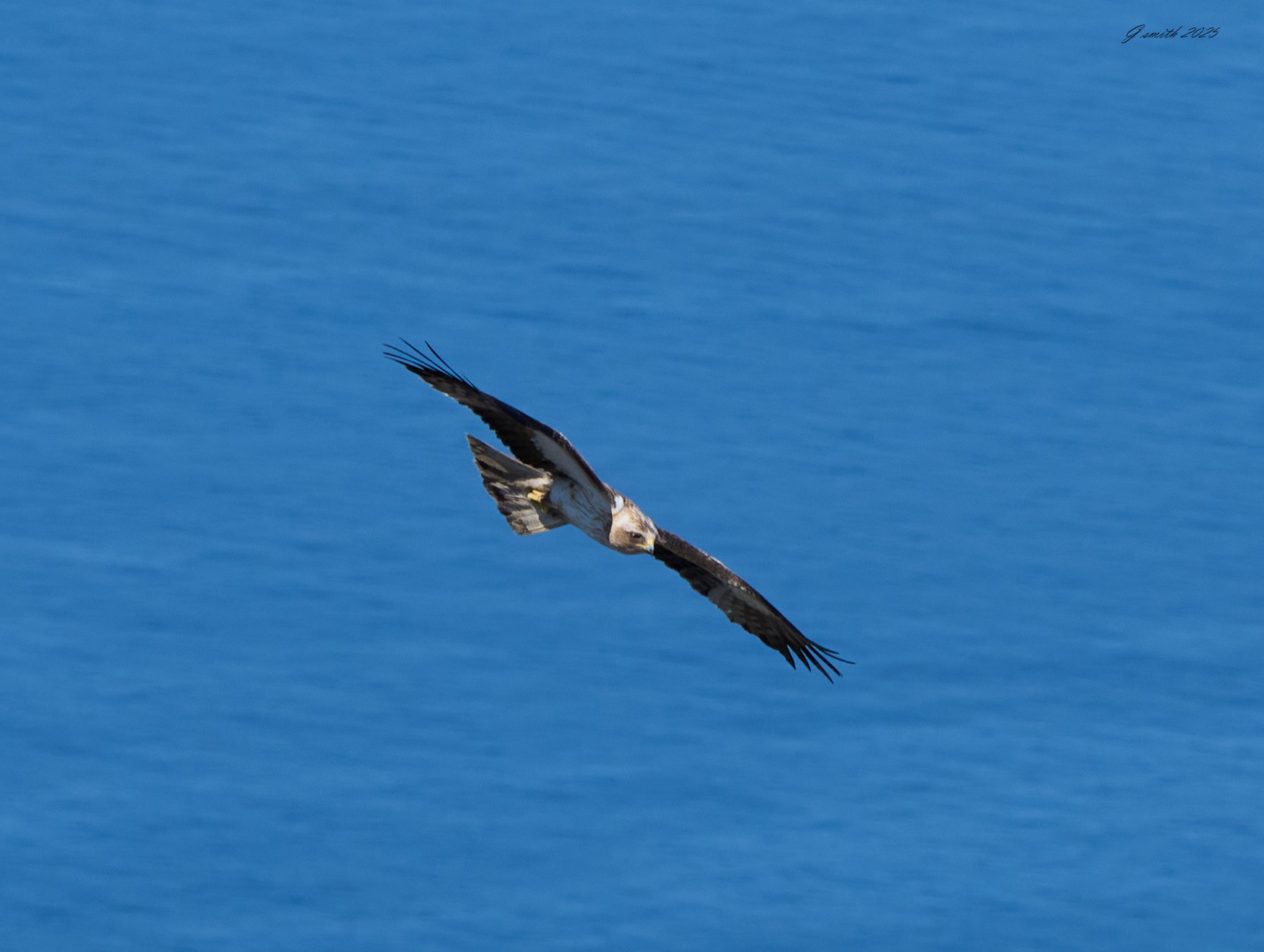 black kite 2025_9.jpg