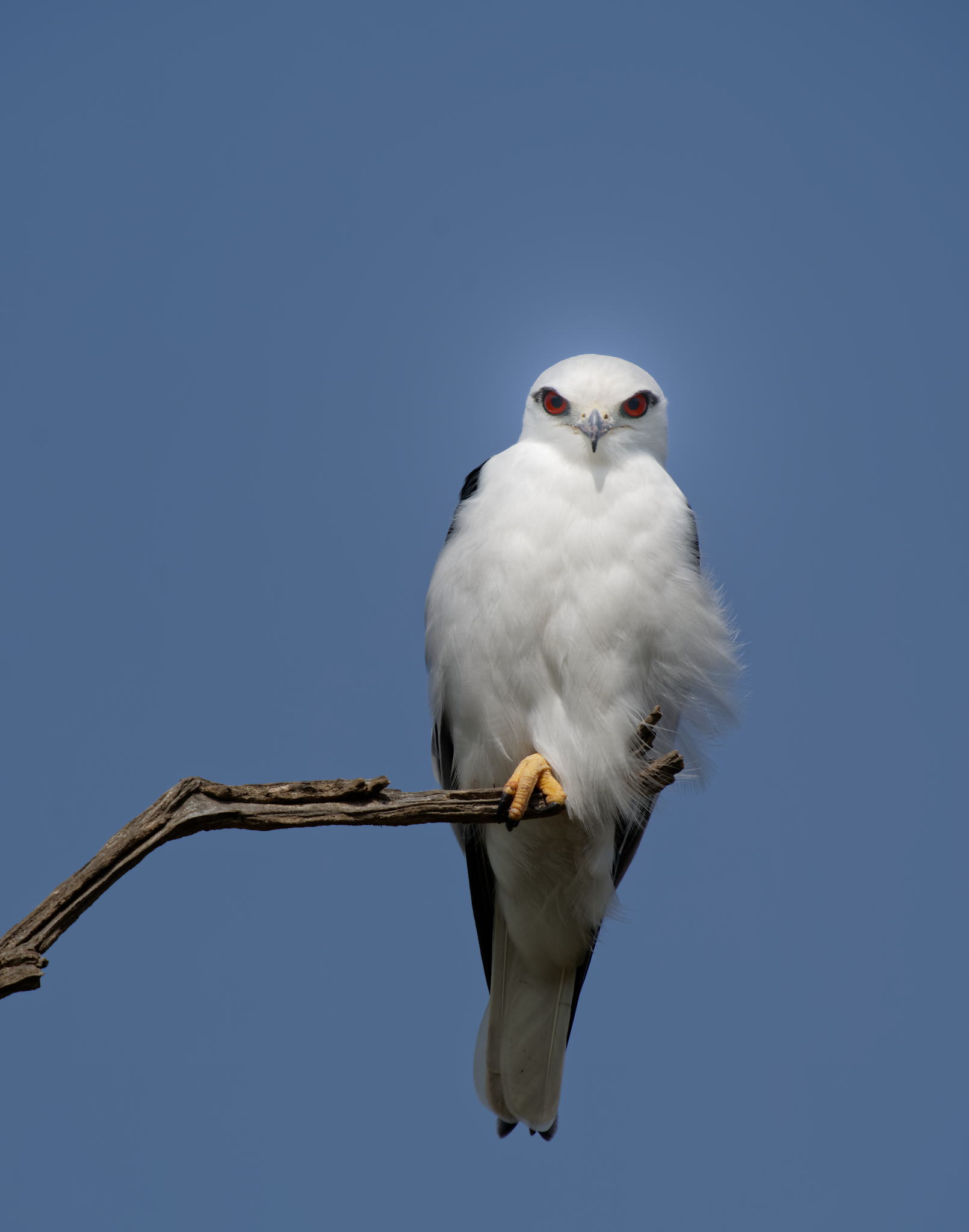 Black-shouldered Kite (20).jpg