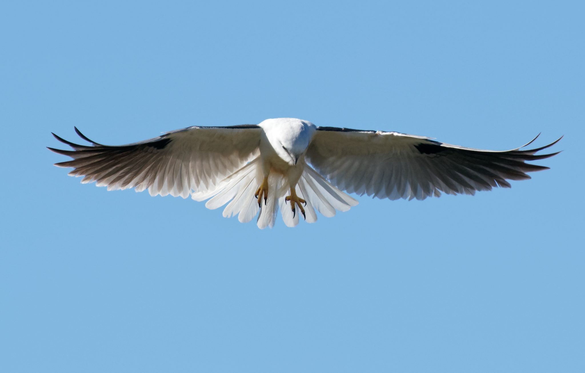 Black-shouldered Kite hovering (4).jpg