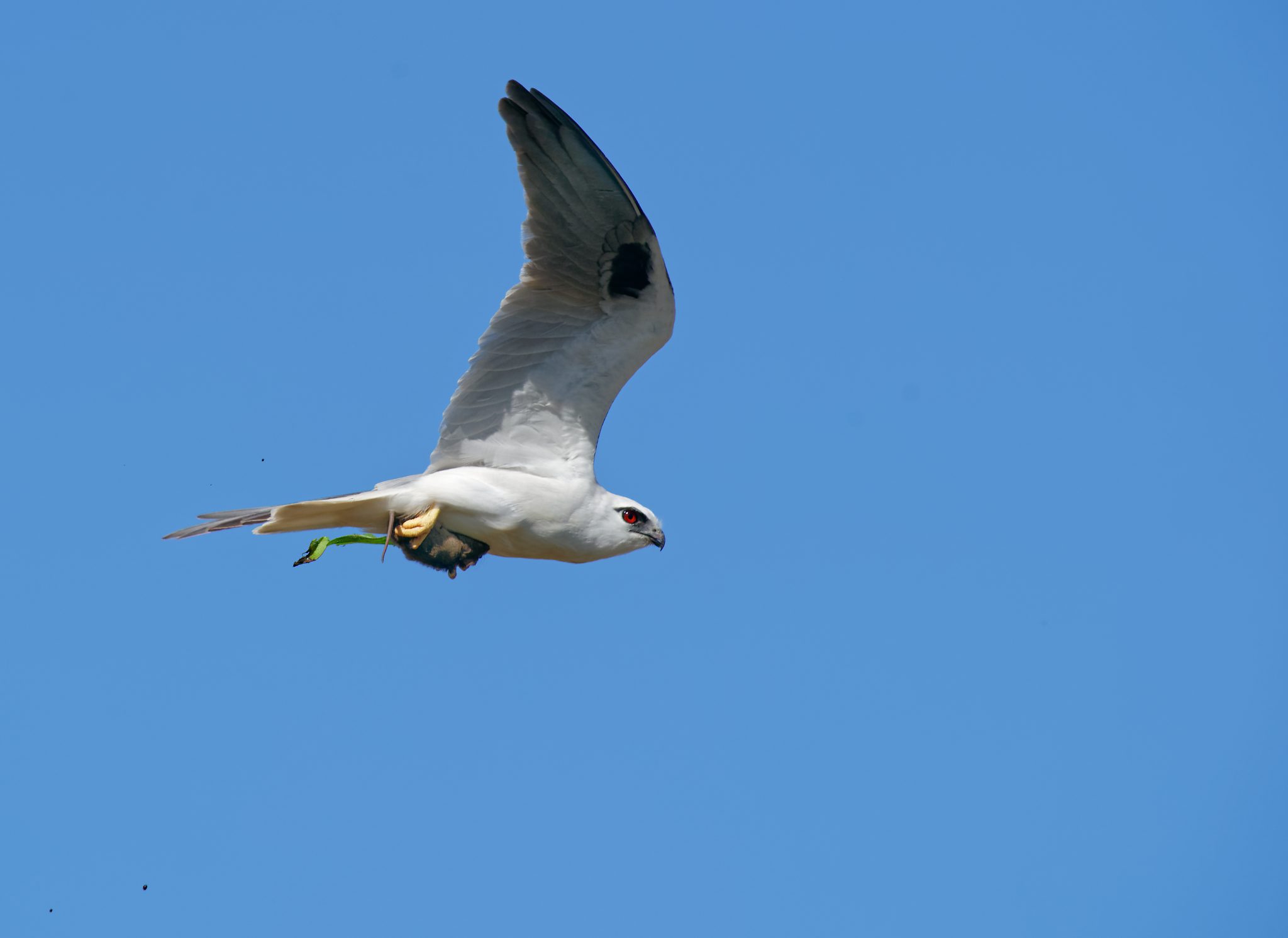 Black-shouldered Kite with prey (11).jpg