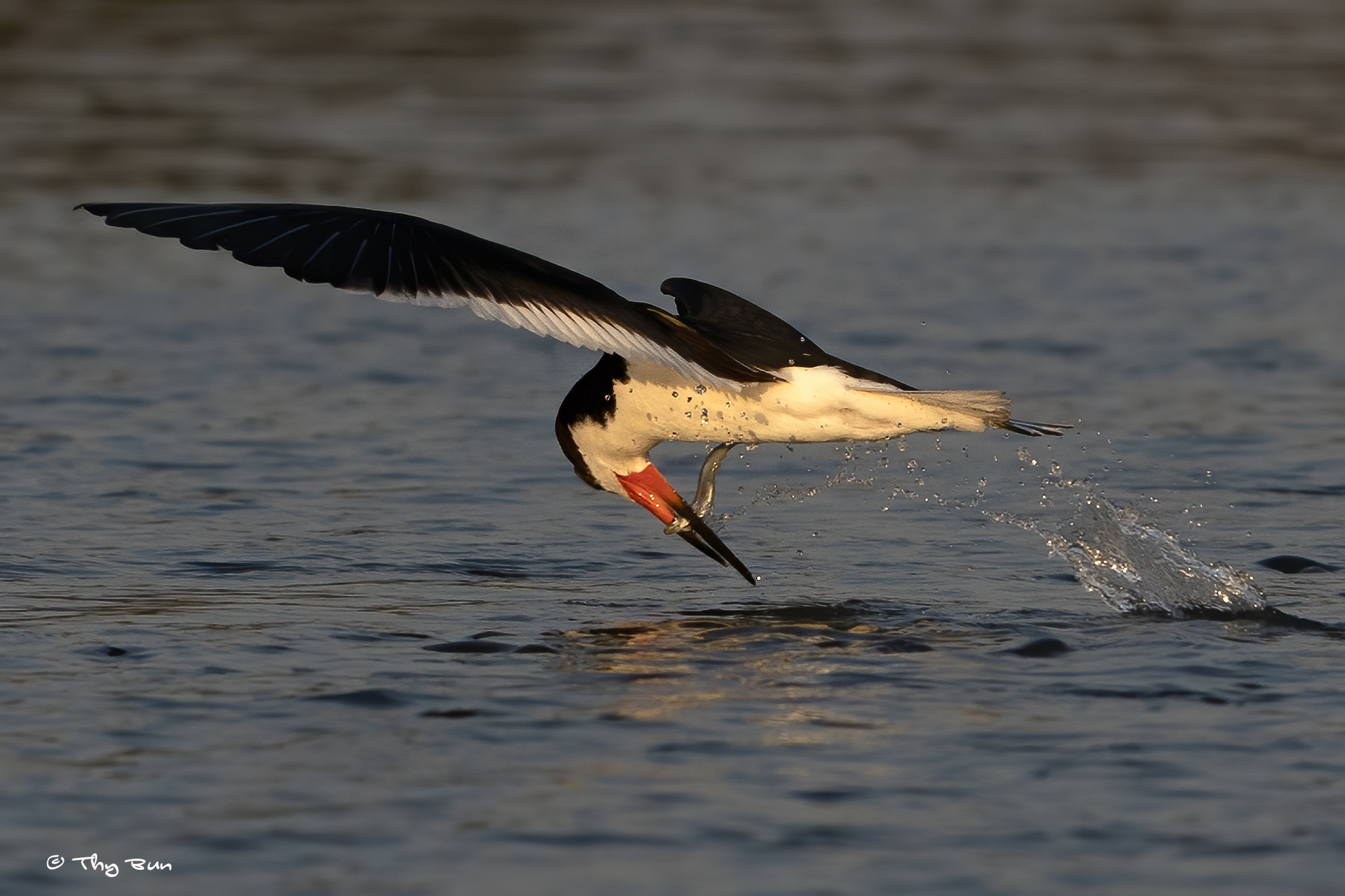 Black Skimmer with fish-3.jpg