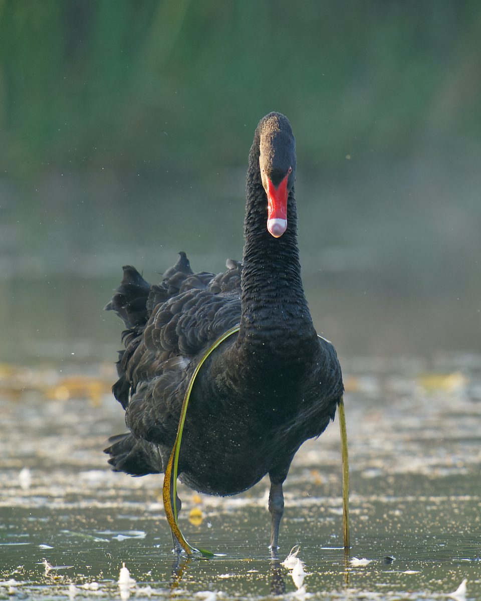 Black Swan and reed (1).jpg