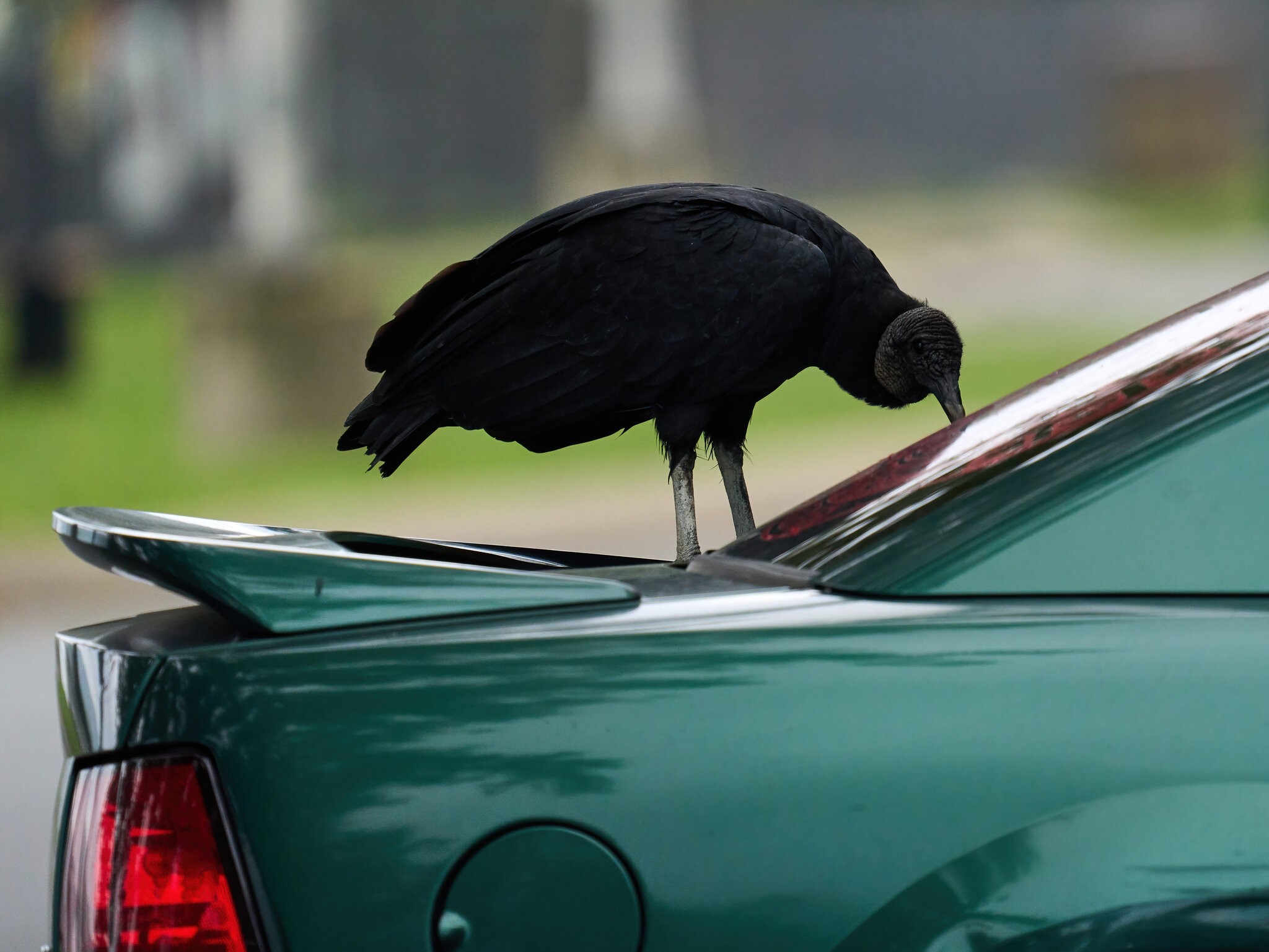 Black Vulture - Conowingo - 09182021 - 08 -DN.jpg