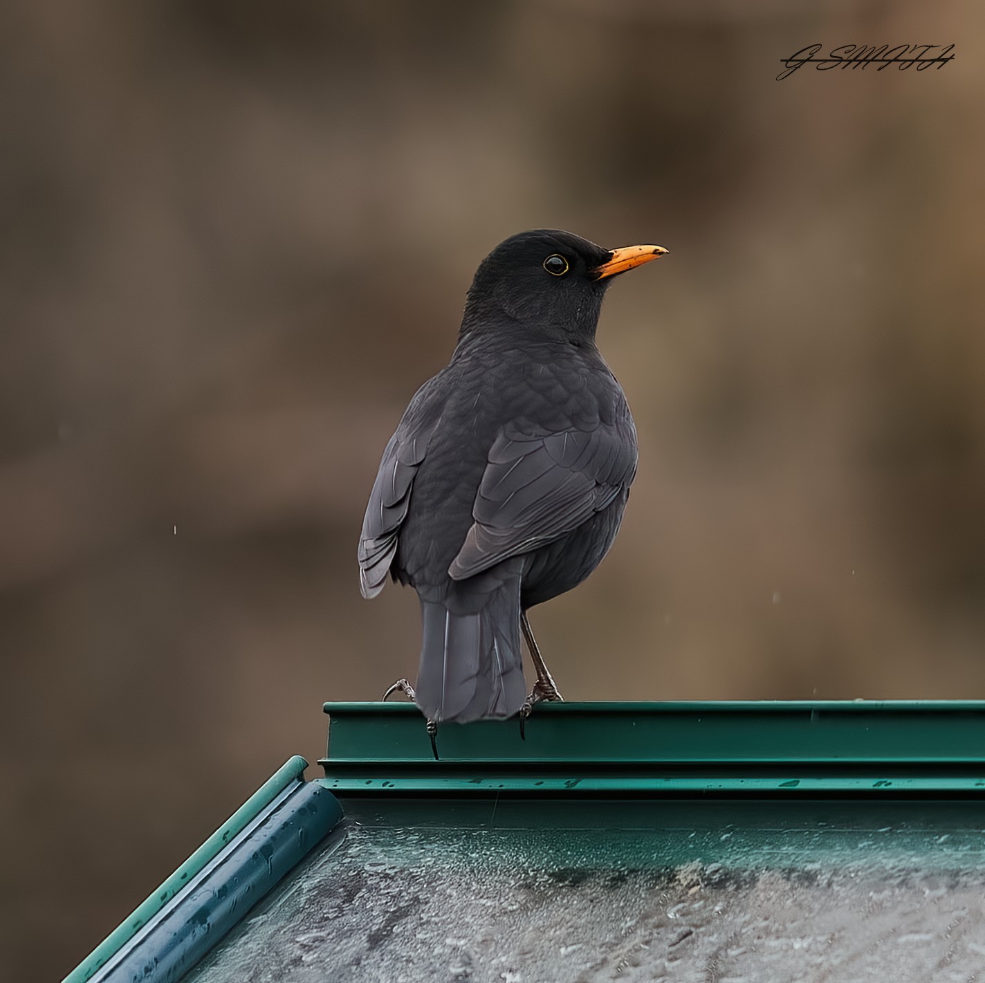 blackbird 2023 1 (2).jpg