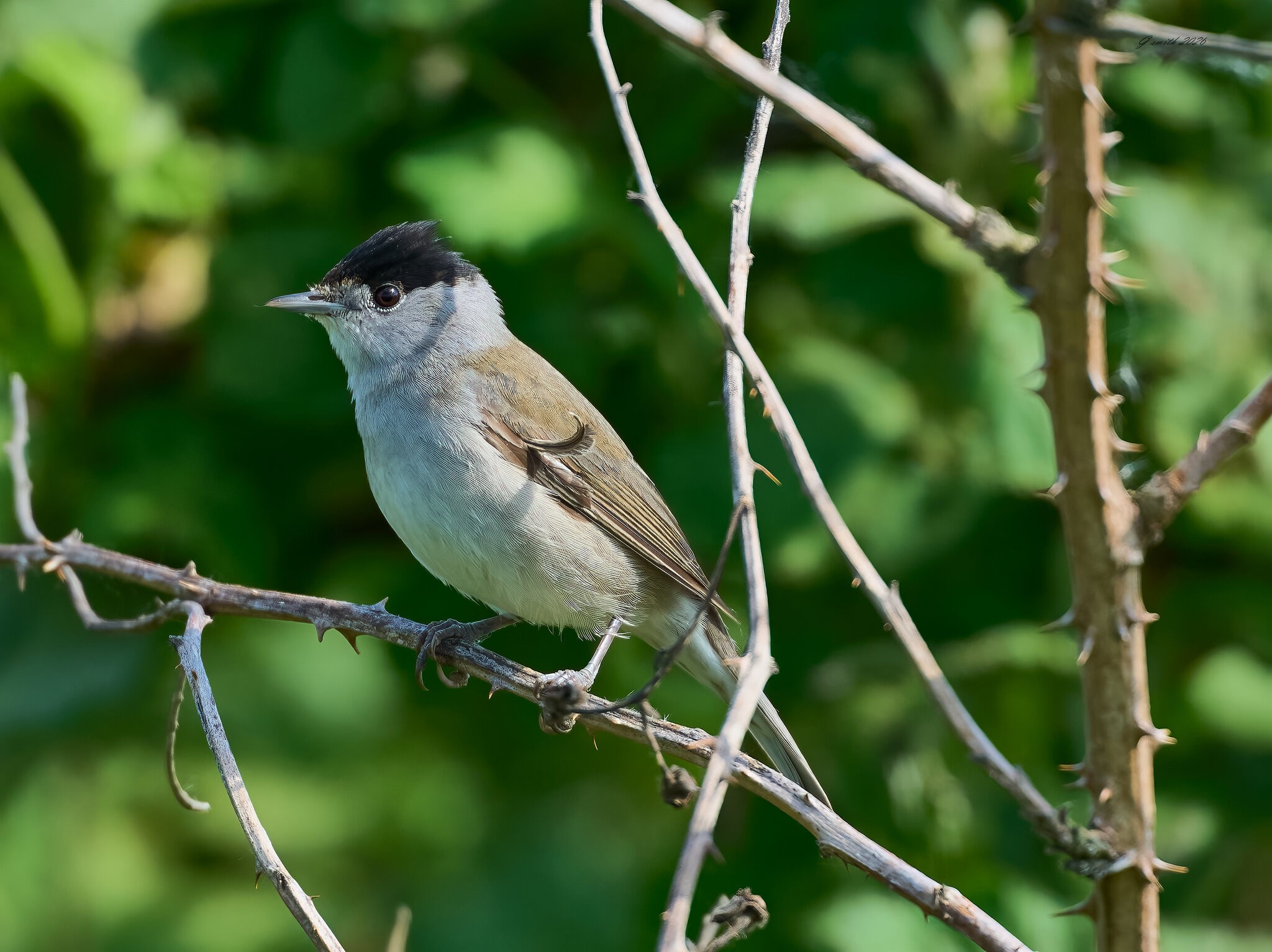 blackcap 2026.jpg