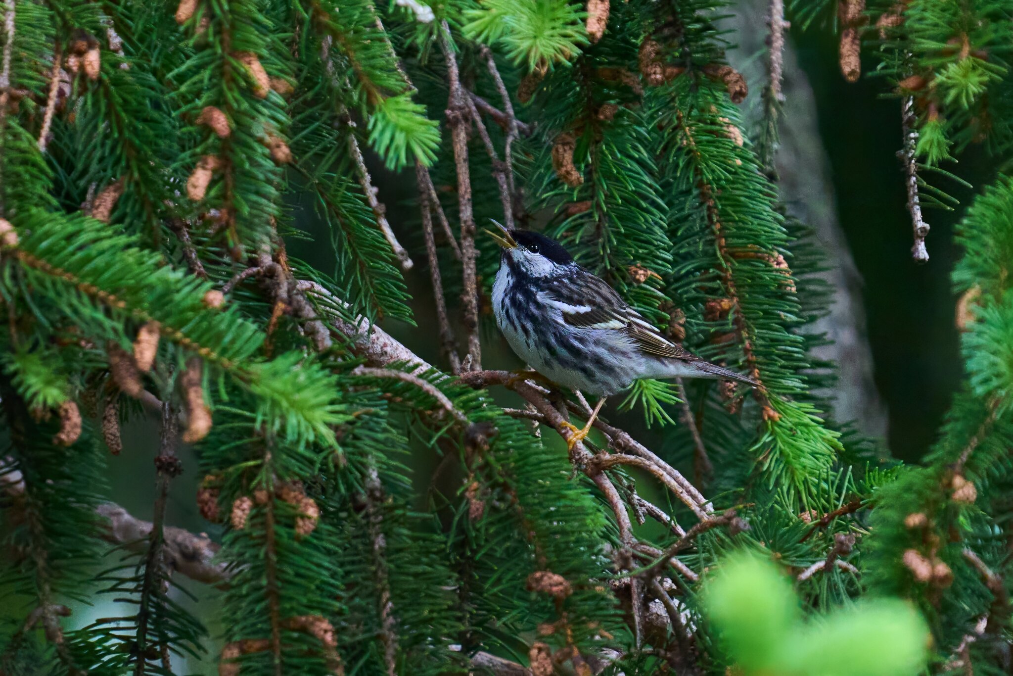 Blackpoll Warbler - 1st state - 05172025 - 04 - DN.jpg