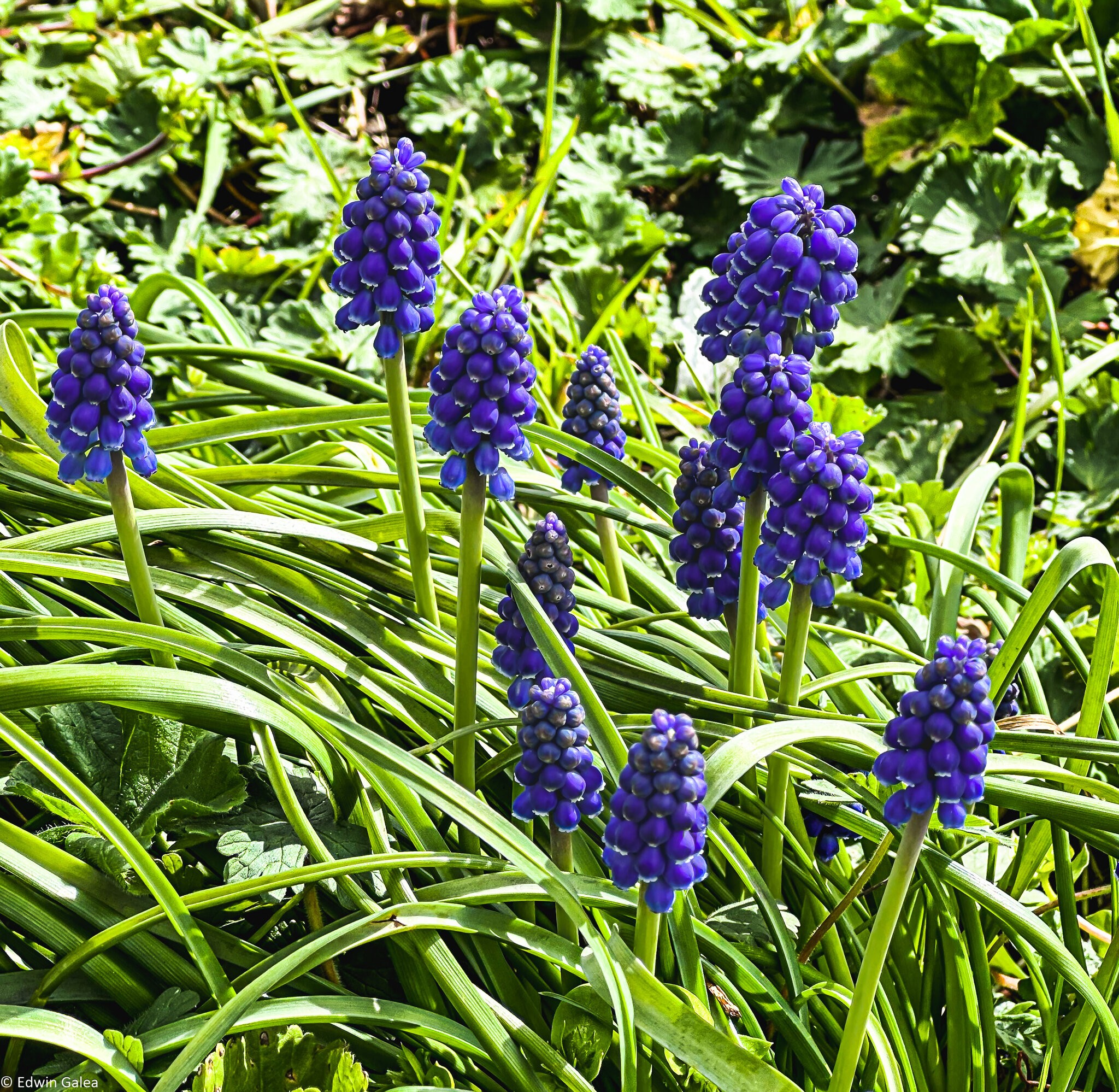 blue bells-1.jpg