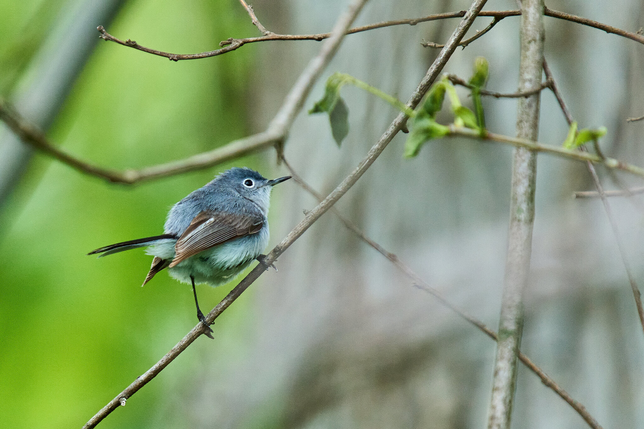 Blue-Gray Gnatcatcher - 1st State NHP - 04262026 - 02 - rDN.jpg