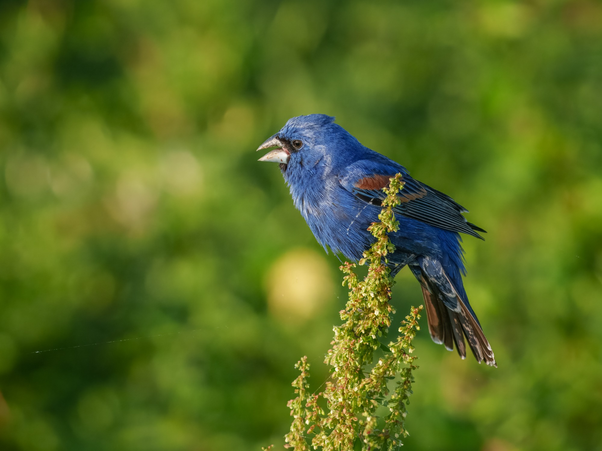 Blue Grosbeak-01.jpg