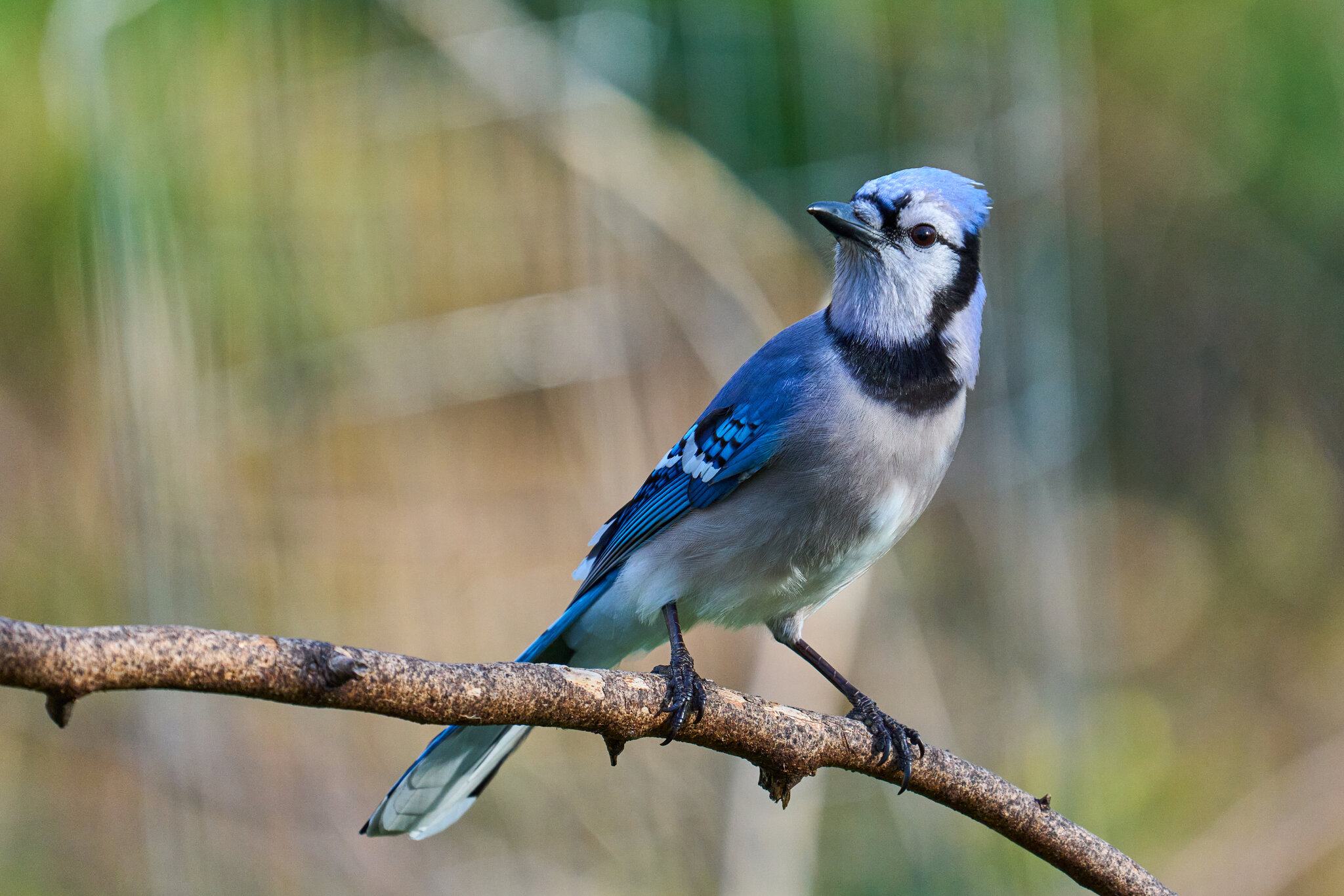 Blue Jay - Ashland NS - 04052026 - 01.jpg