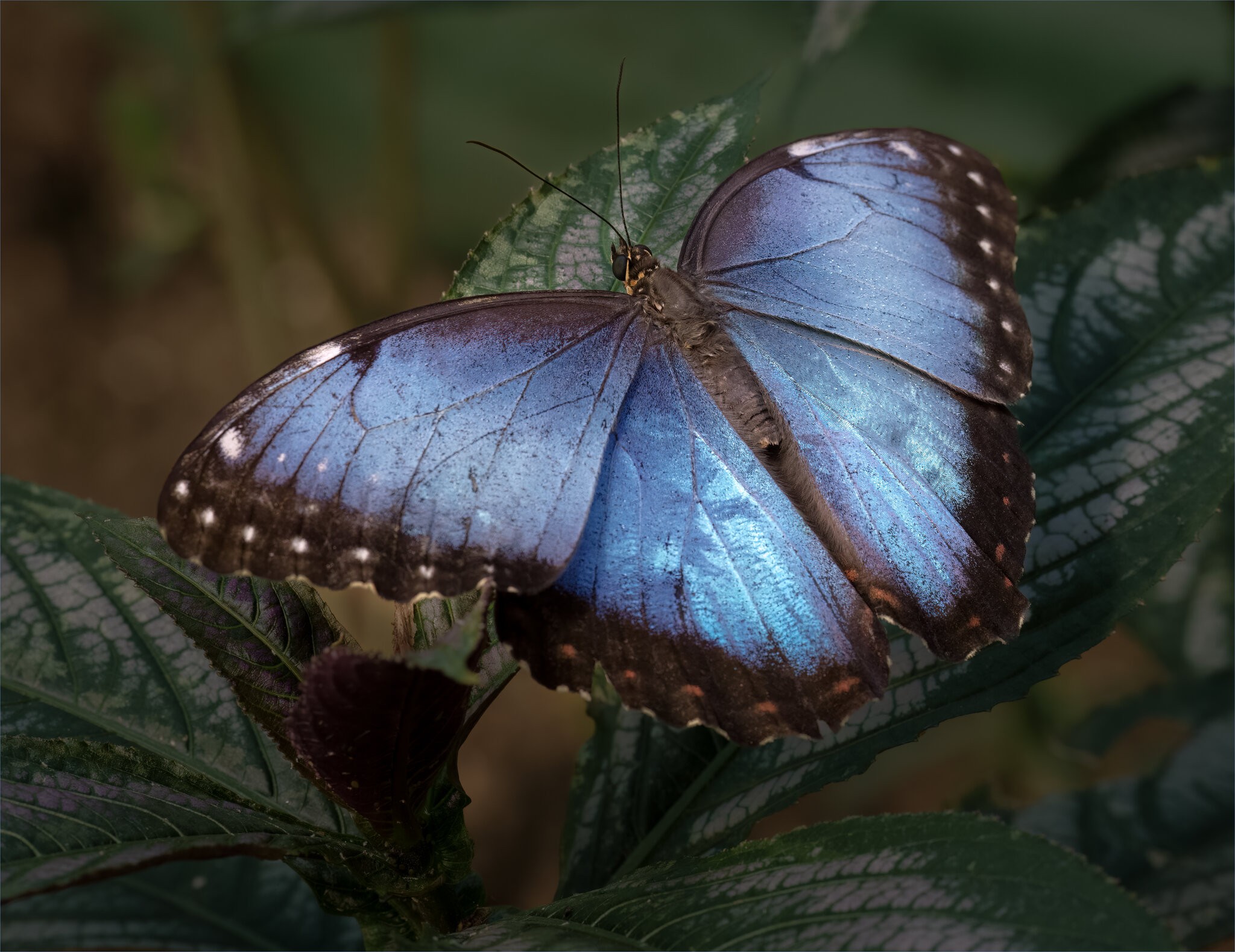Blue Morpho.jpg
