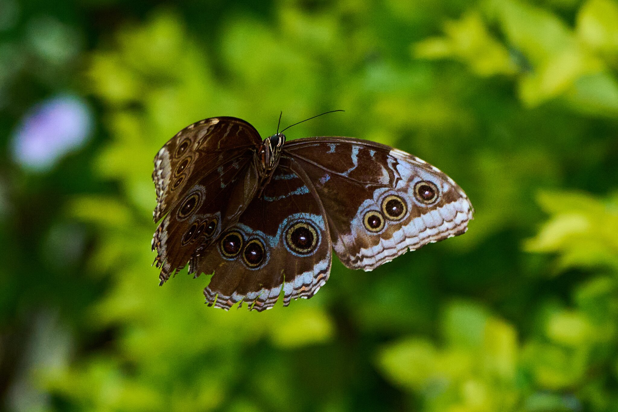 Blue Morpho -South Coast Botanical Gardens - 05162024 - 24- DN.jpg