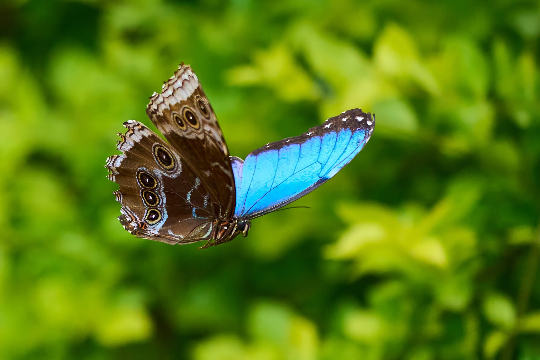 Blue Morpho -South Coast Botanical Gardens - 05162024 - 26- DN.jpg