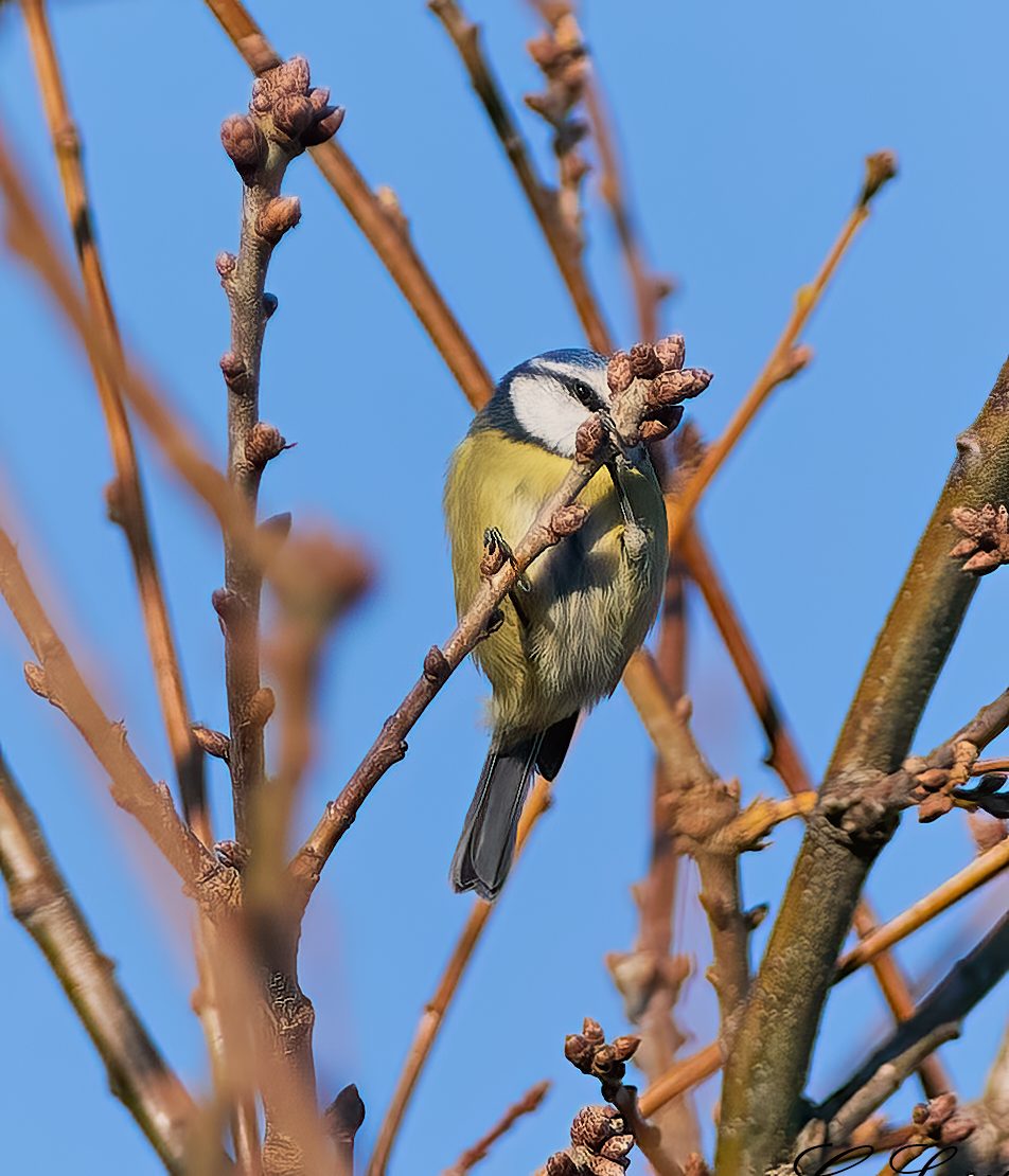 blue tit 2022.jpg