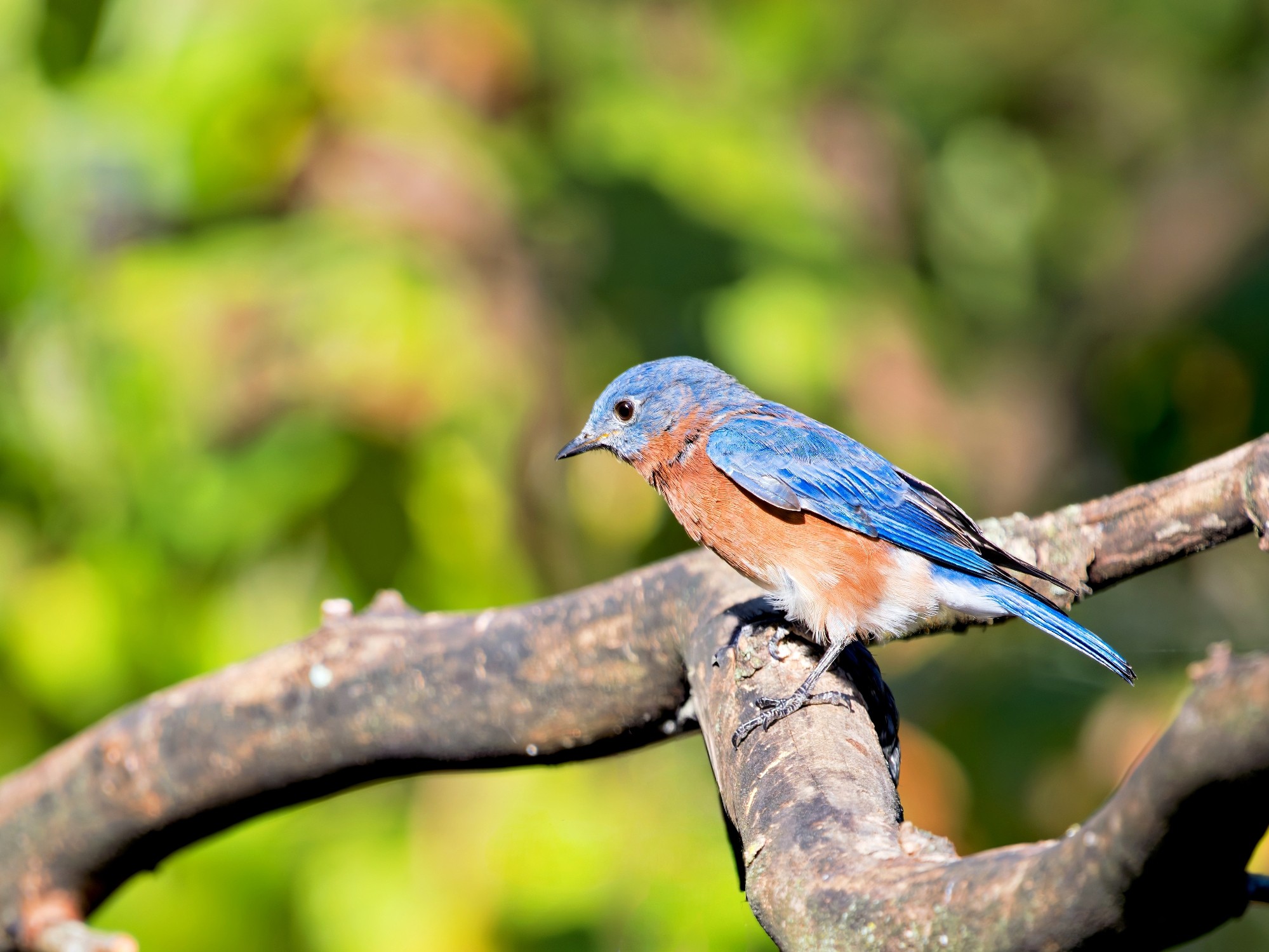 Bluebird SM.jpg