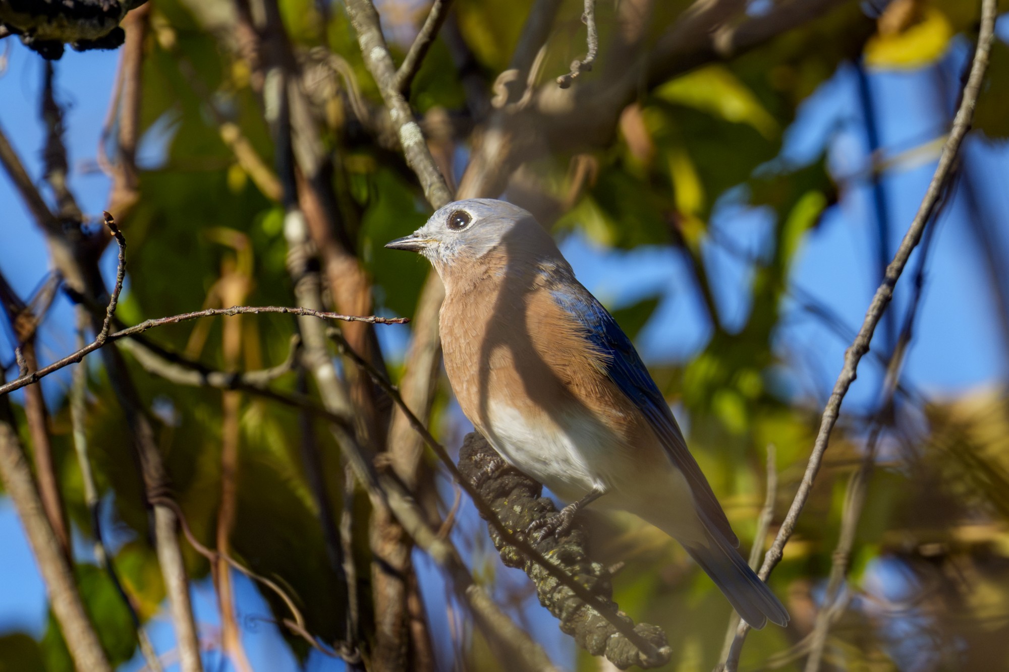 bluebird02.jpg