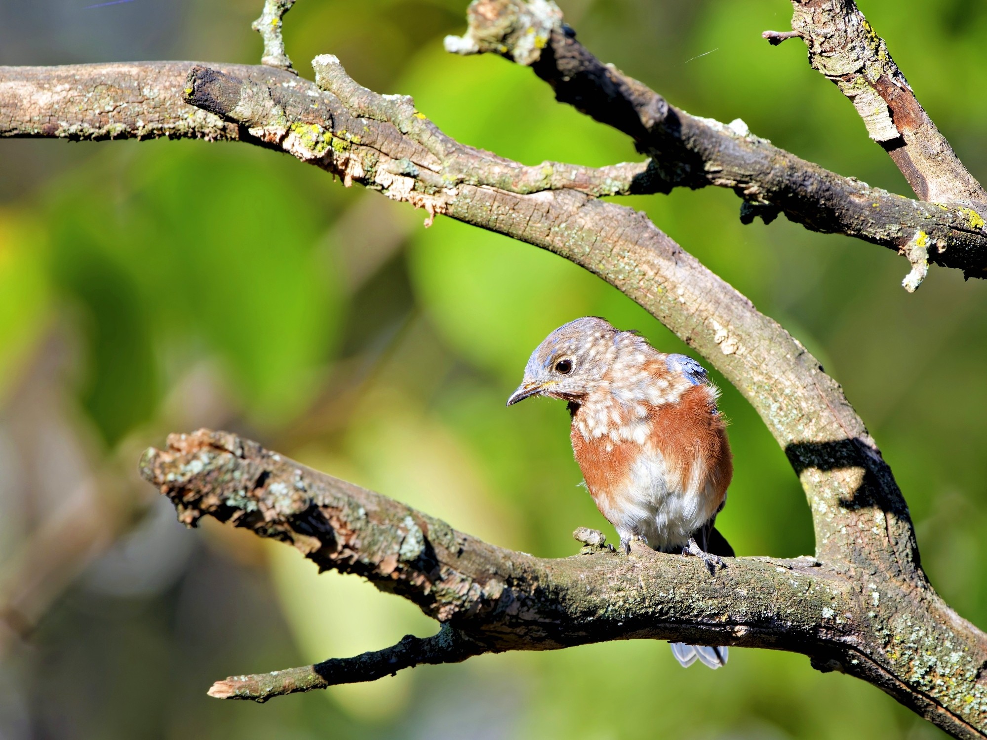 Bluebird2 SM.jpg