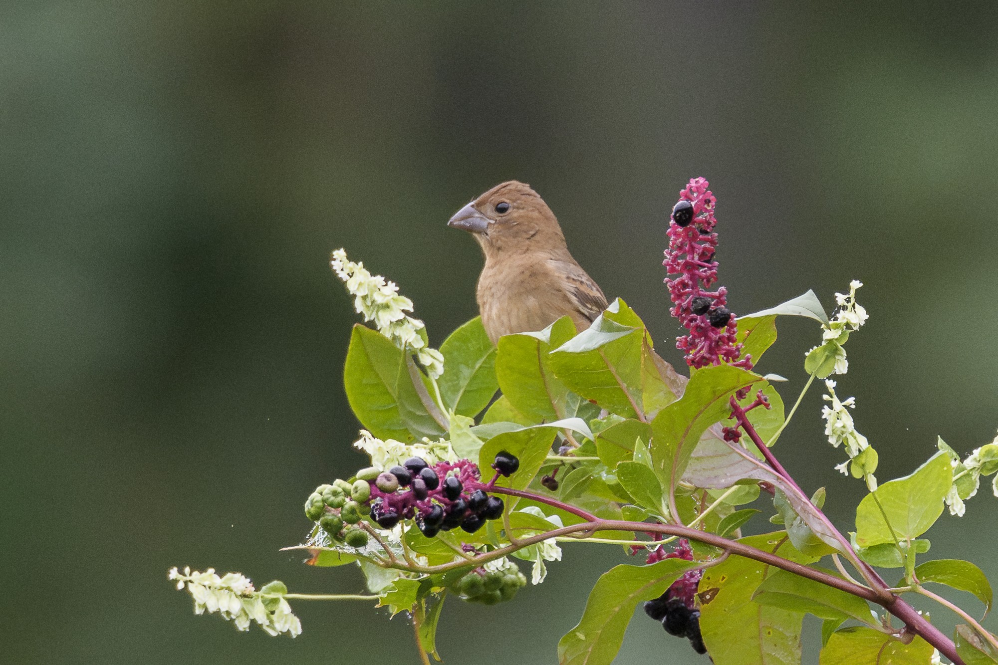 BlueGrosbeak03.jpg