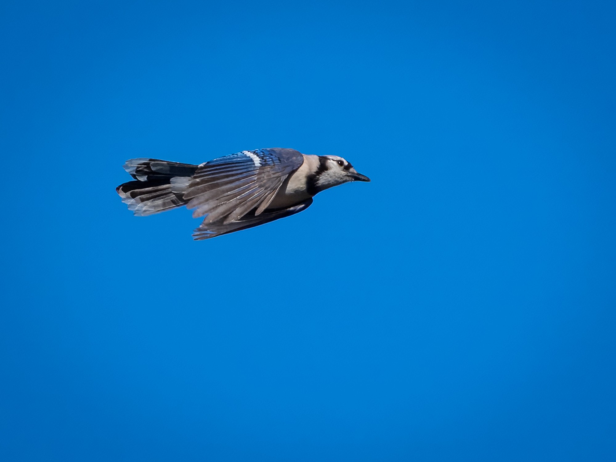 BlueJay01.jpg