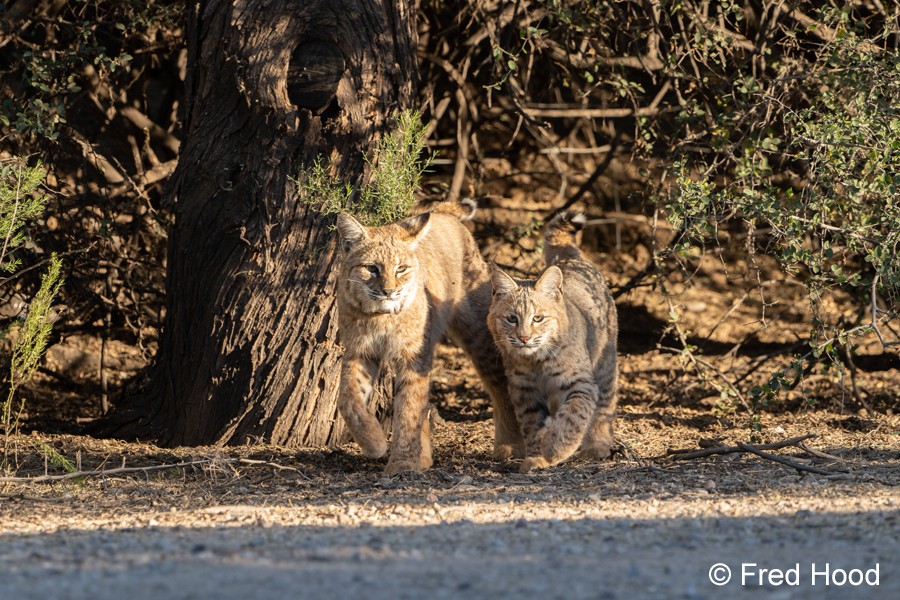 bobcat_female Mama with male kitten S4683 DXO Raw Adjust.jpg