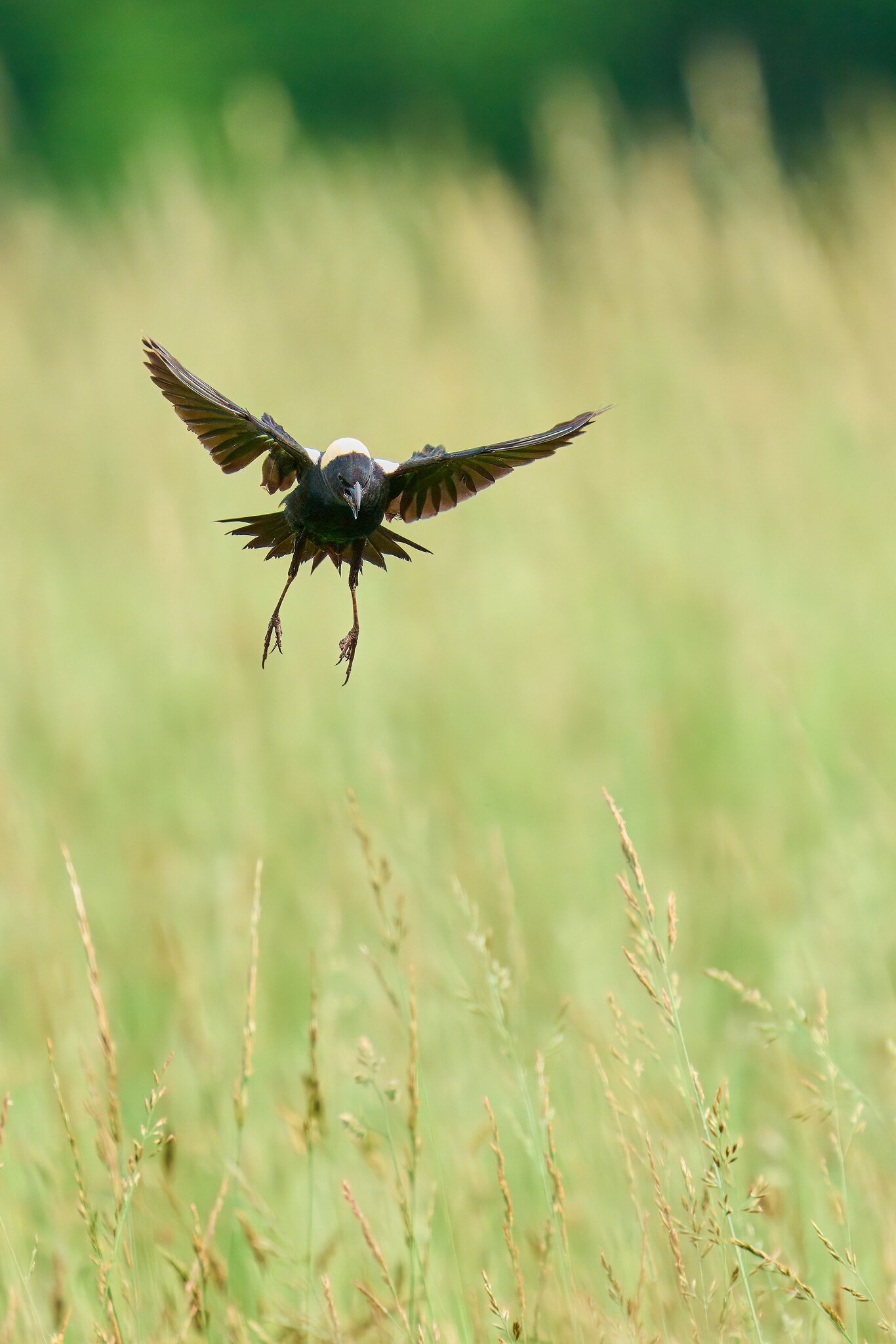 Bobolink - Fair Hill NRMA - 06082025 - 26 - rDN.jpg