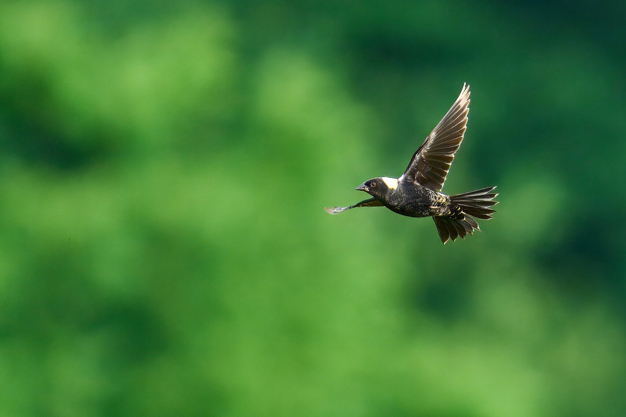 Bobolink - Fair Hill NRMA - 06082025 - 52 - rDN.jpg