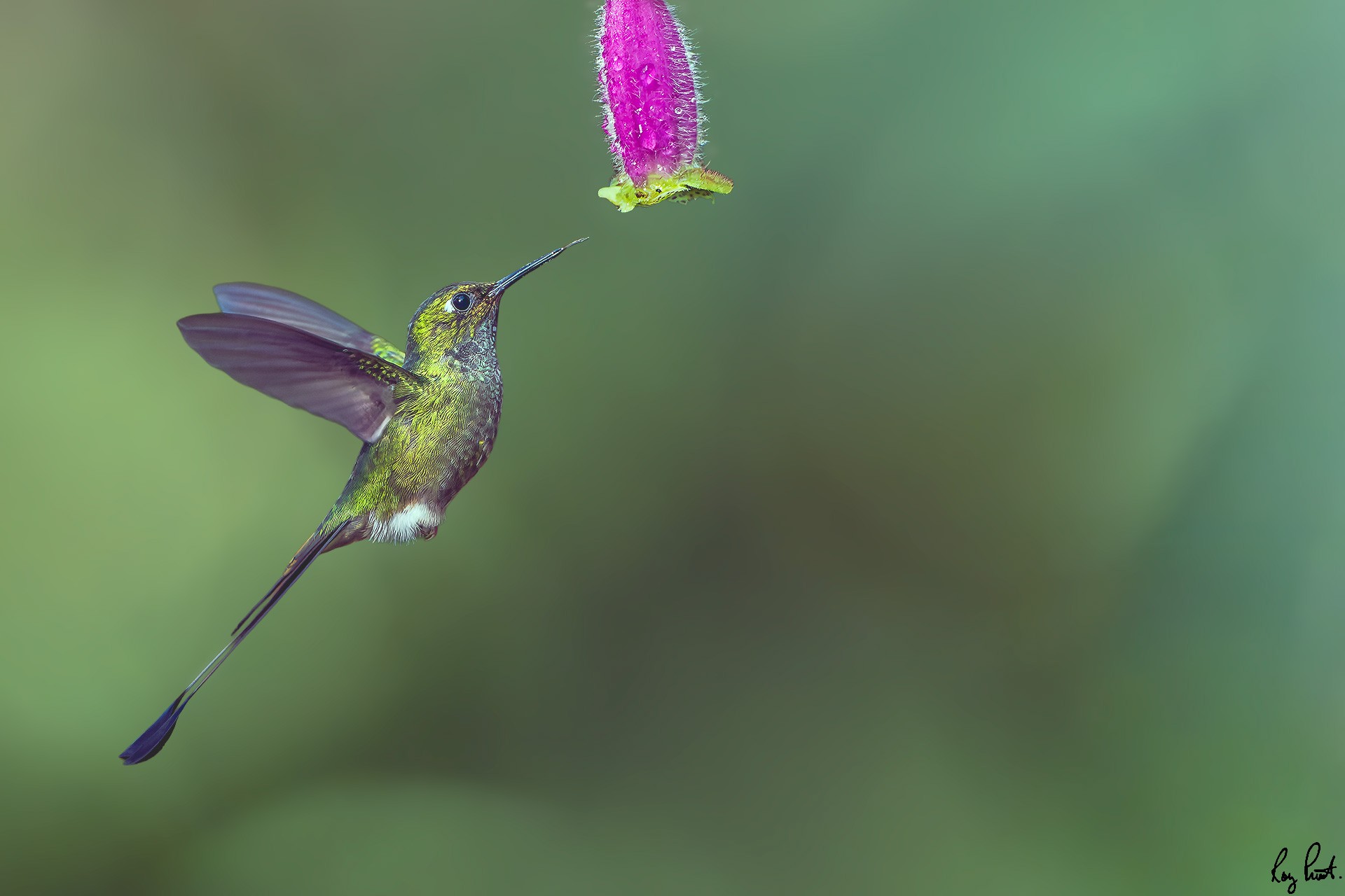 Booted-Racket-tail_DSC8510-Edit.jpg